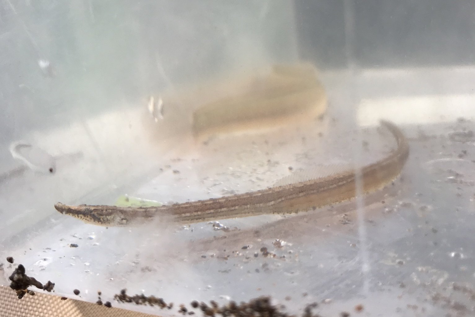 species photo
