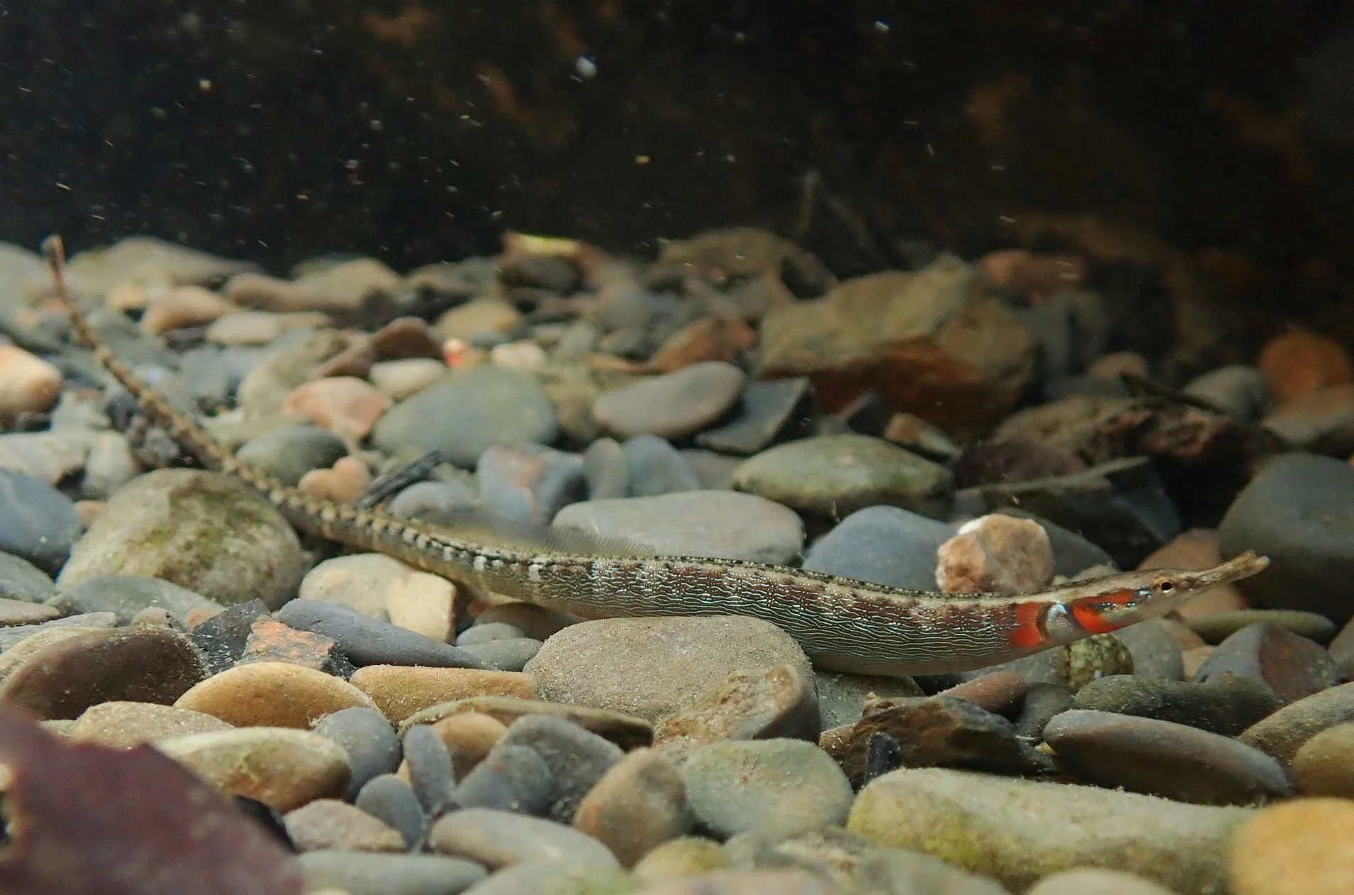 species photo