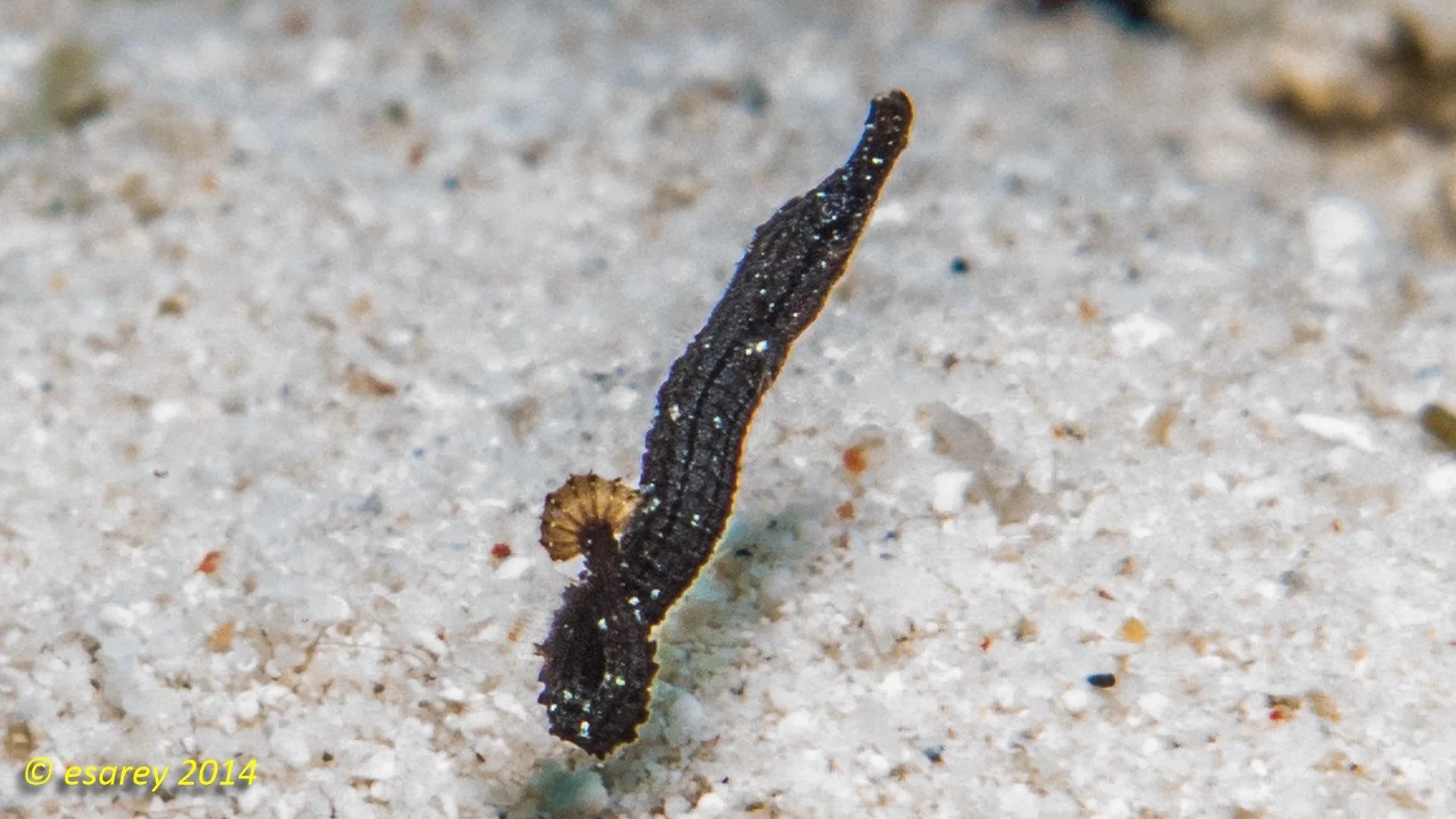 species photo
