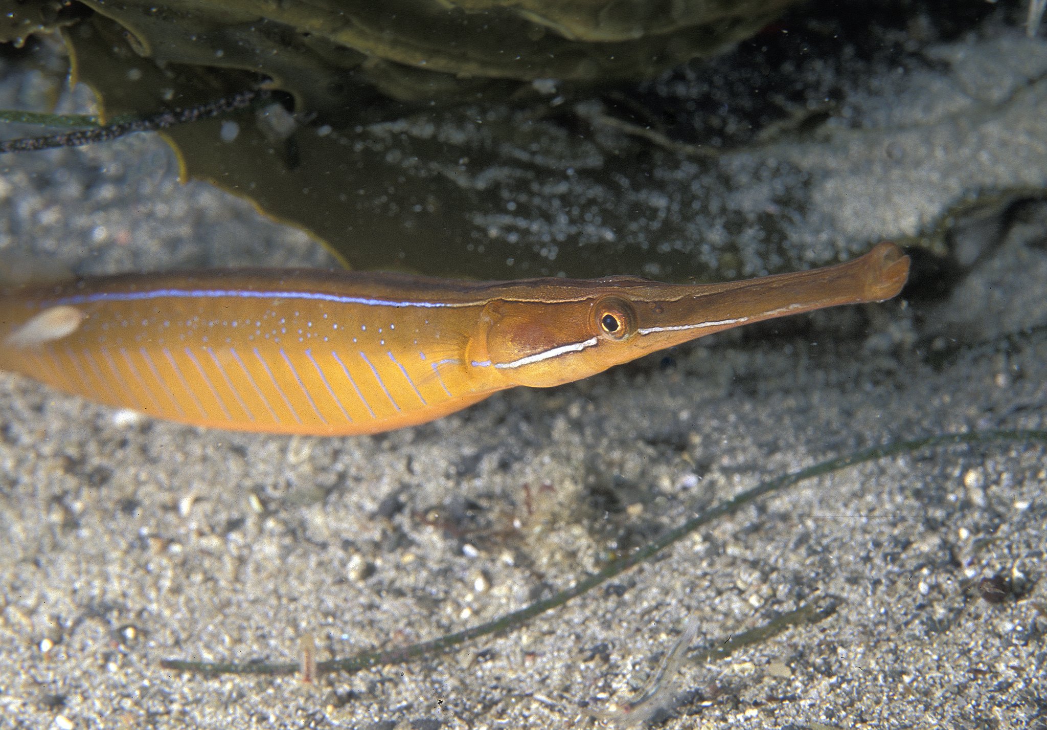 species photo