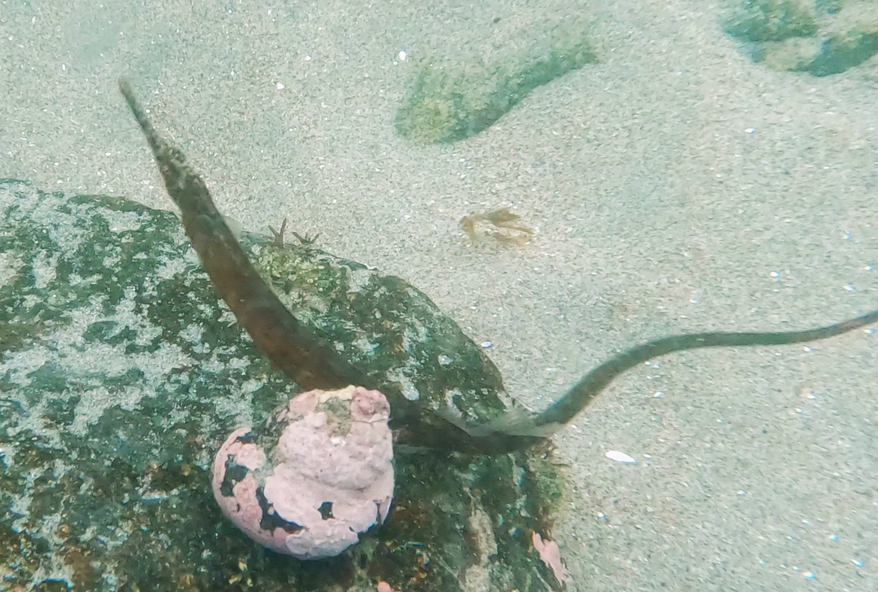 species photo
