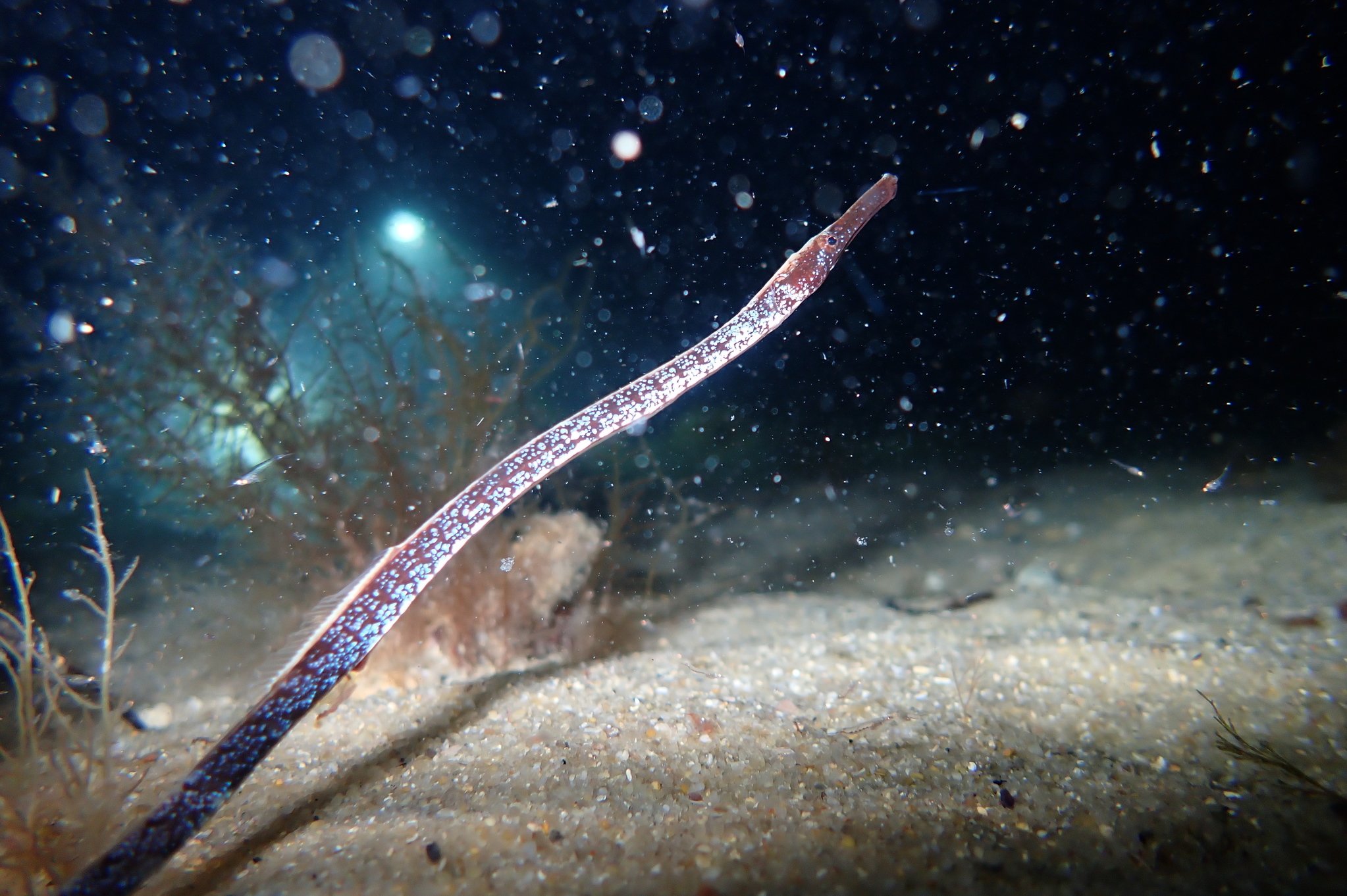 species photo