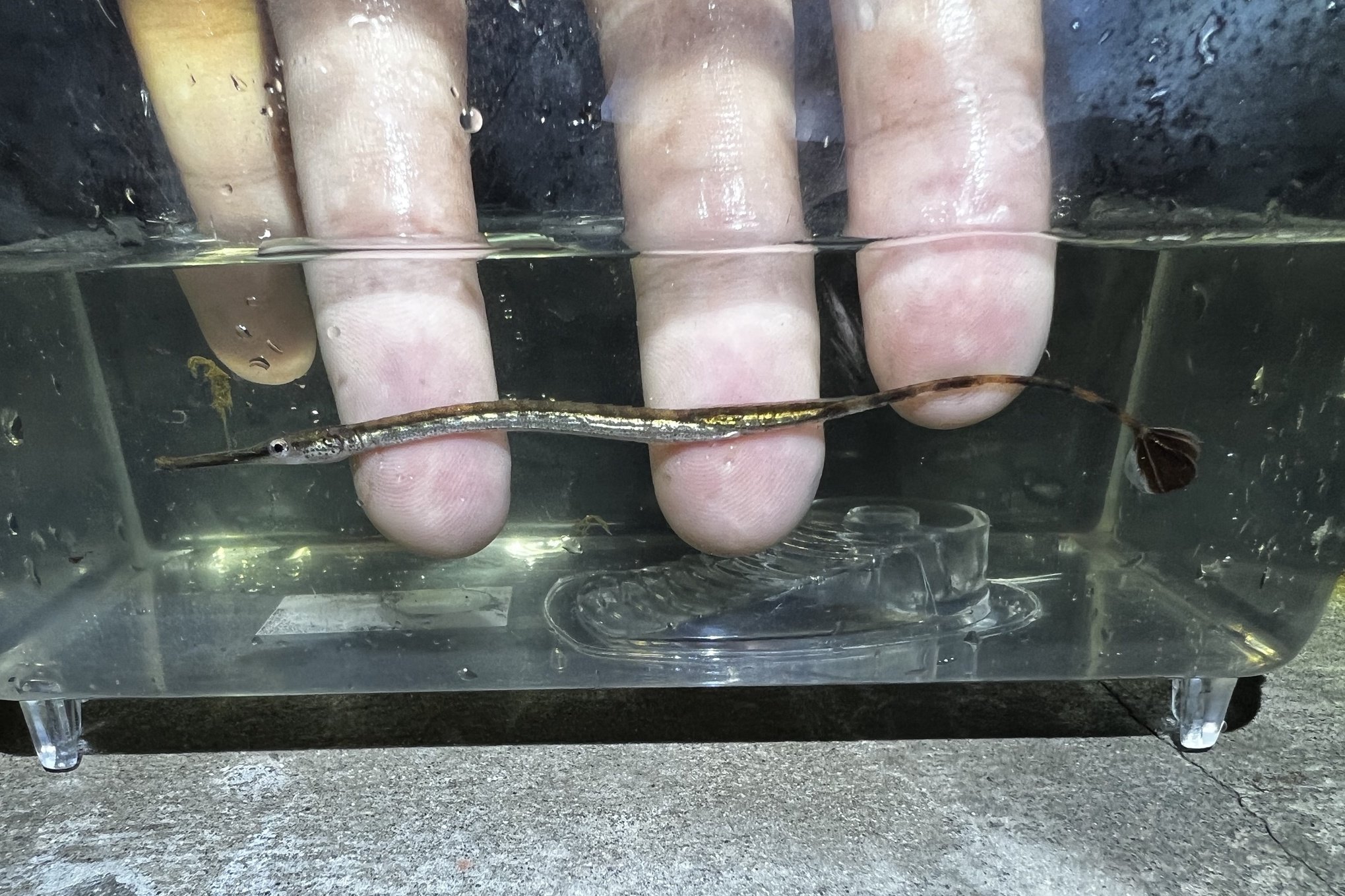 species photo