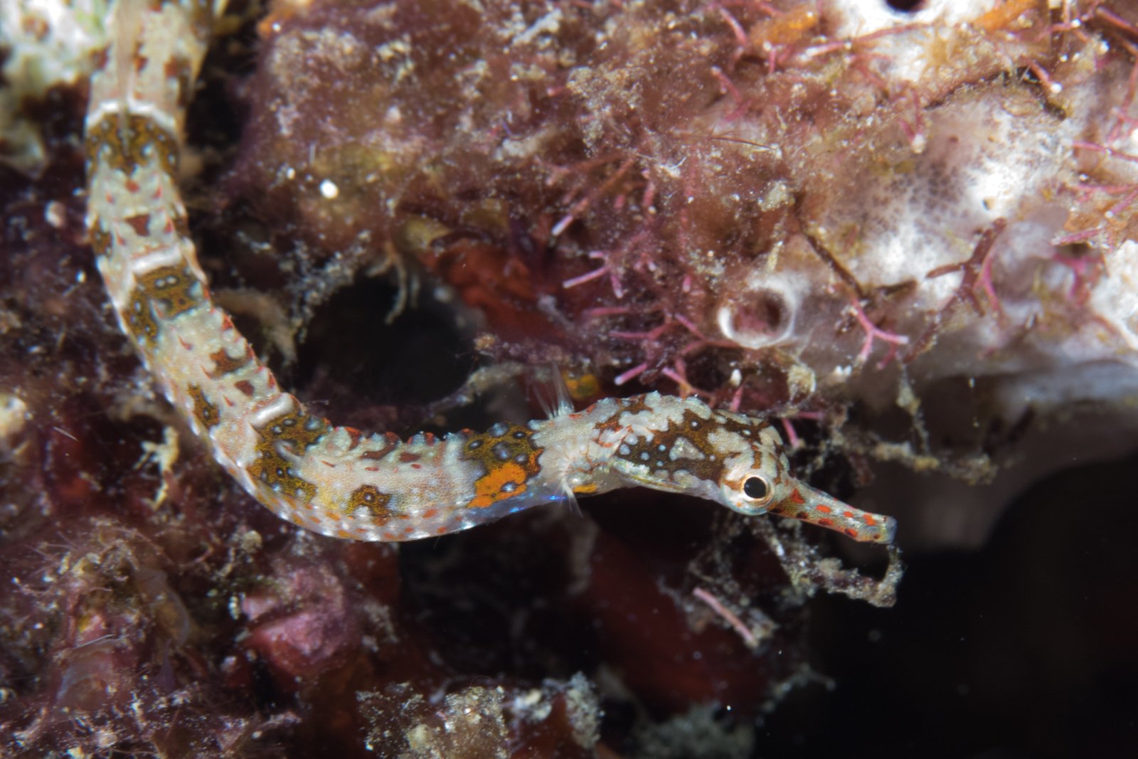 species photo