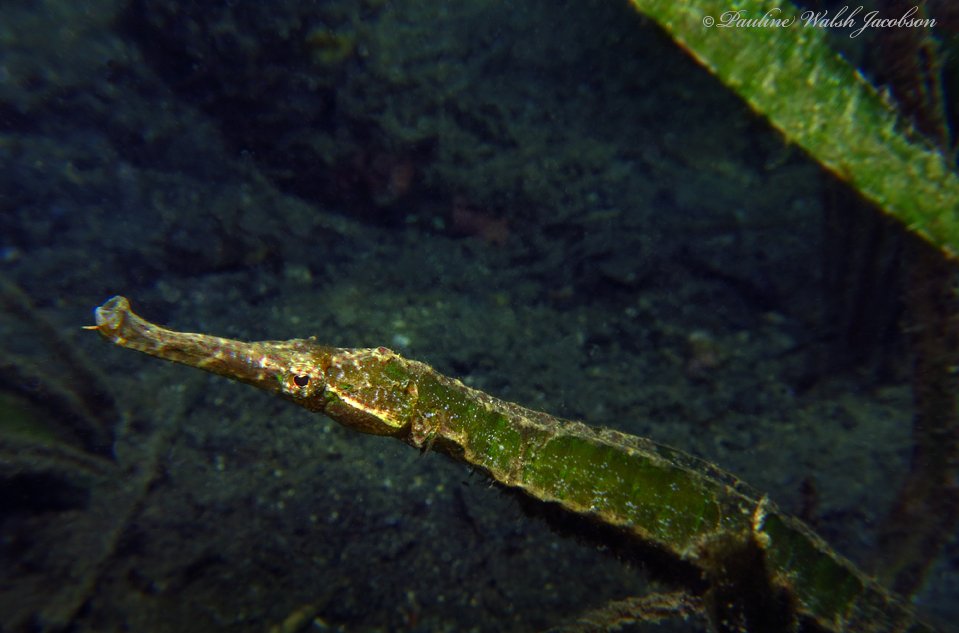 species photo