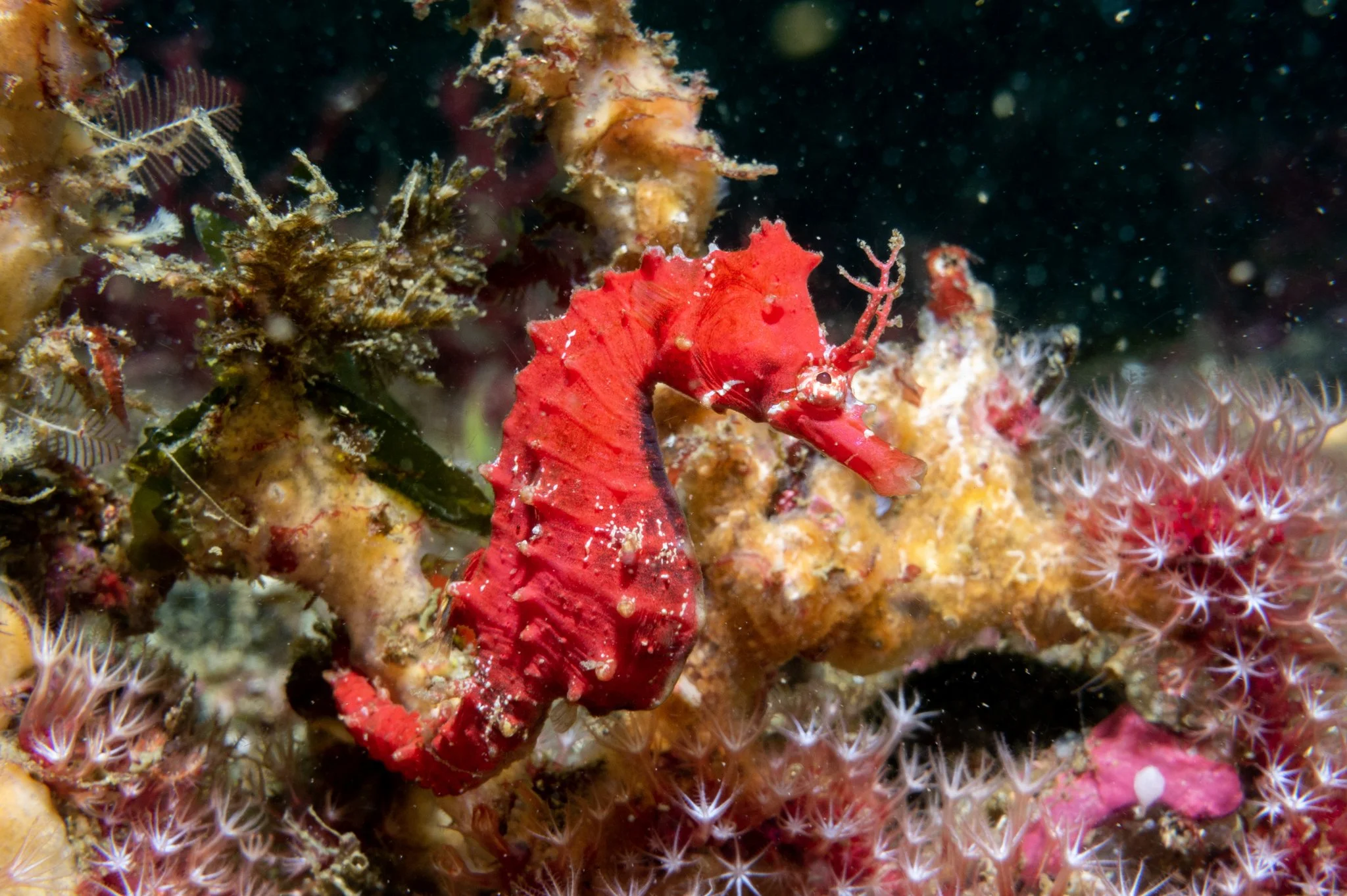 species photo