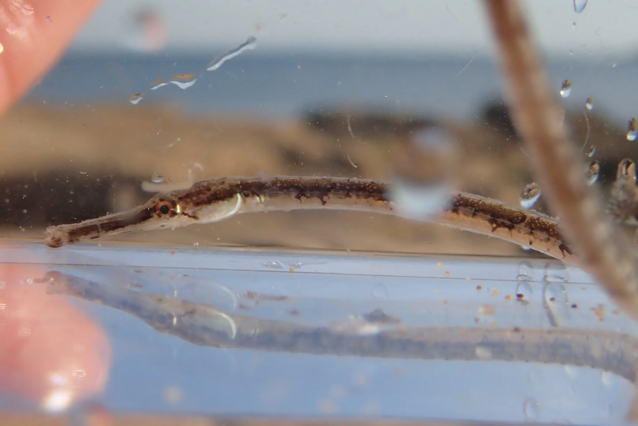 species photo