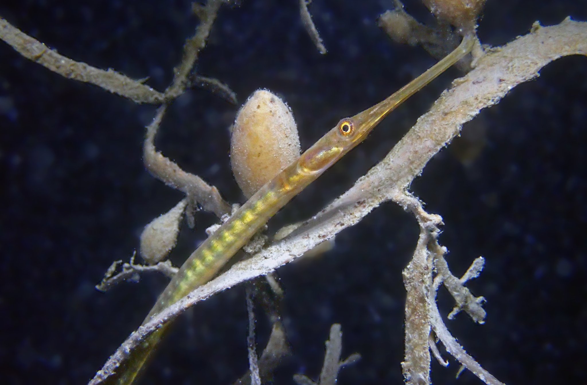 species photo