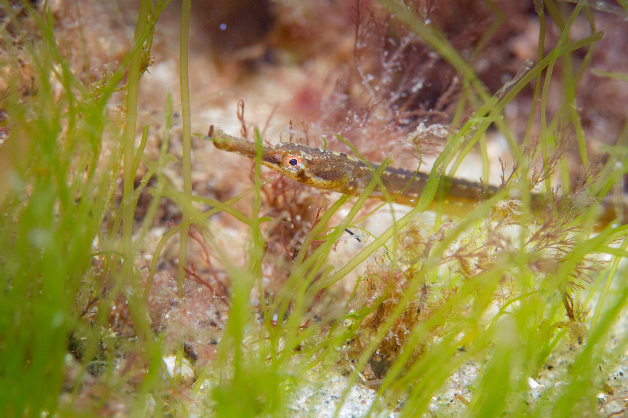 species photo