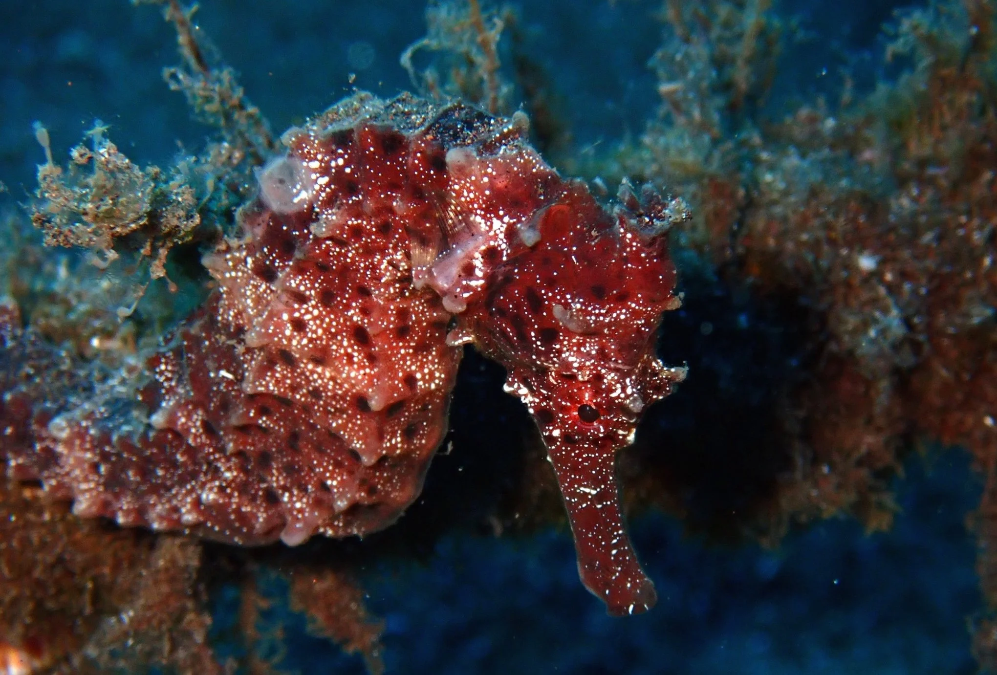 species photo