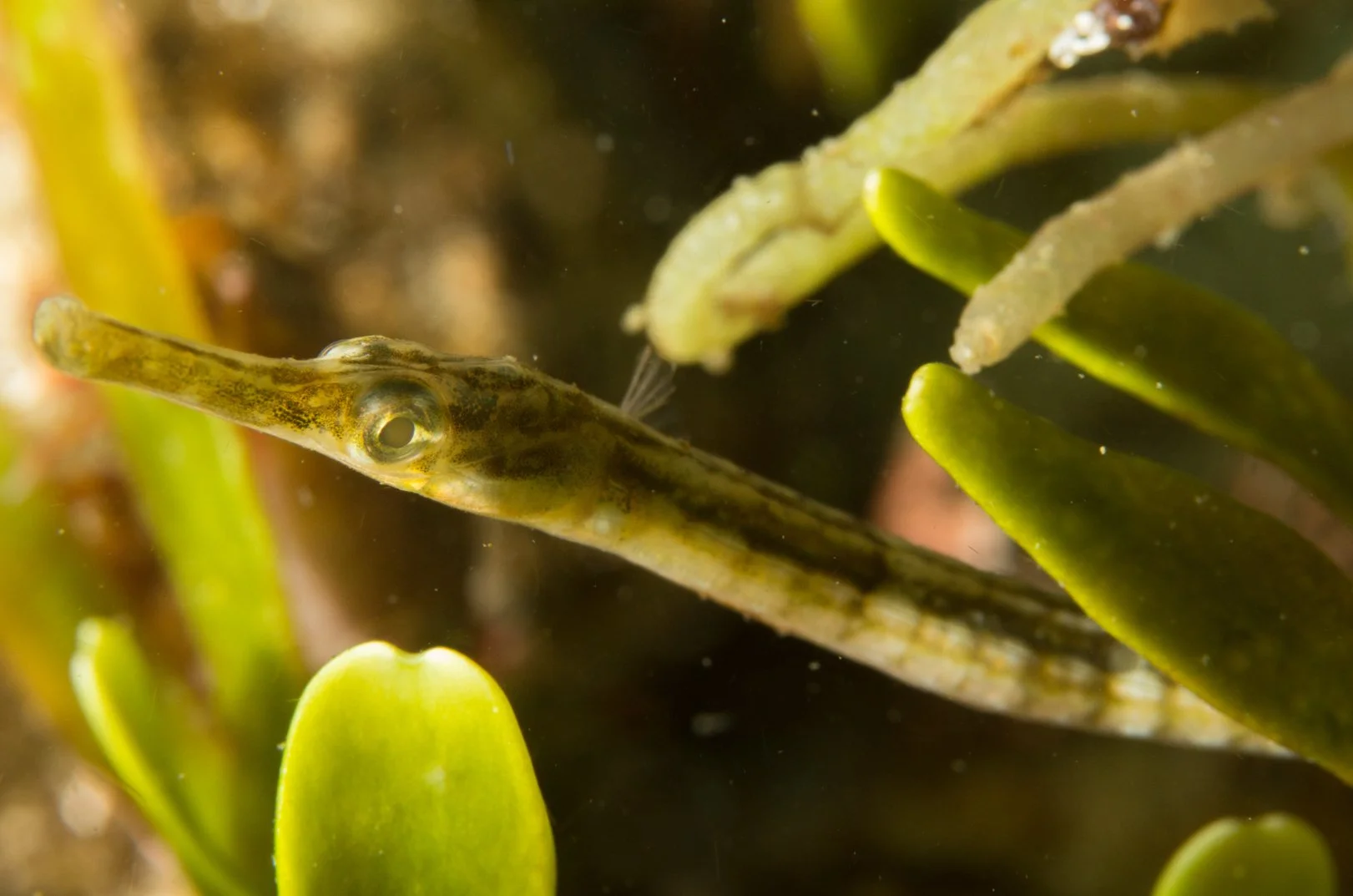 species photo