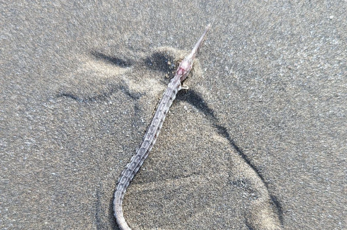 species photo