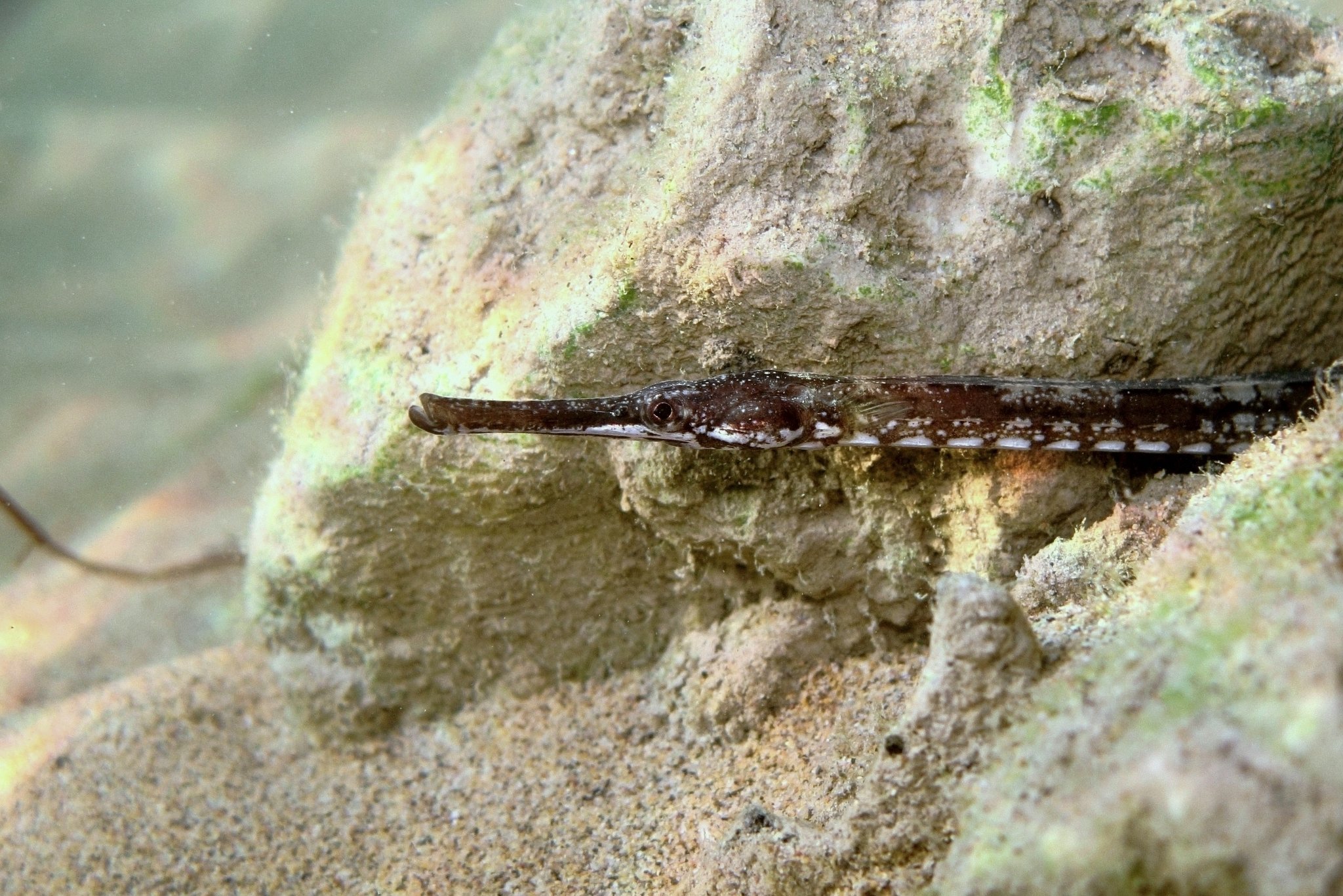 species photo