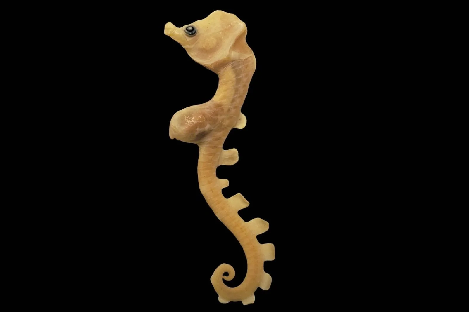 species photo