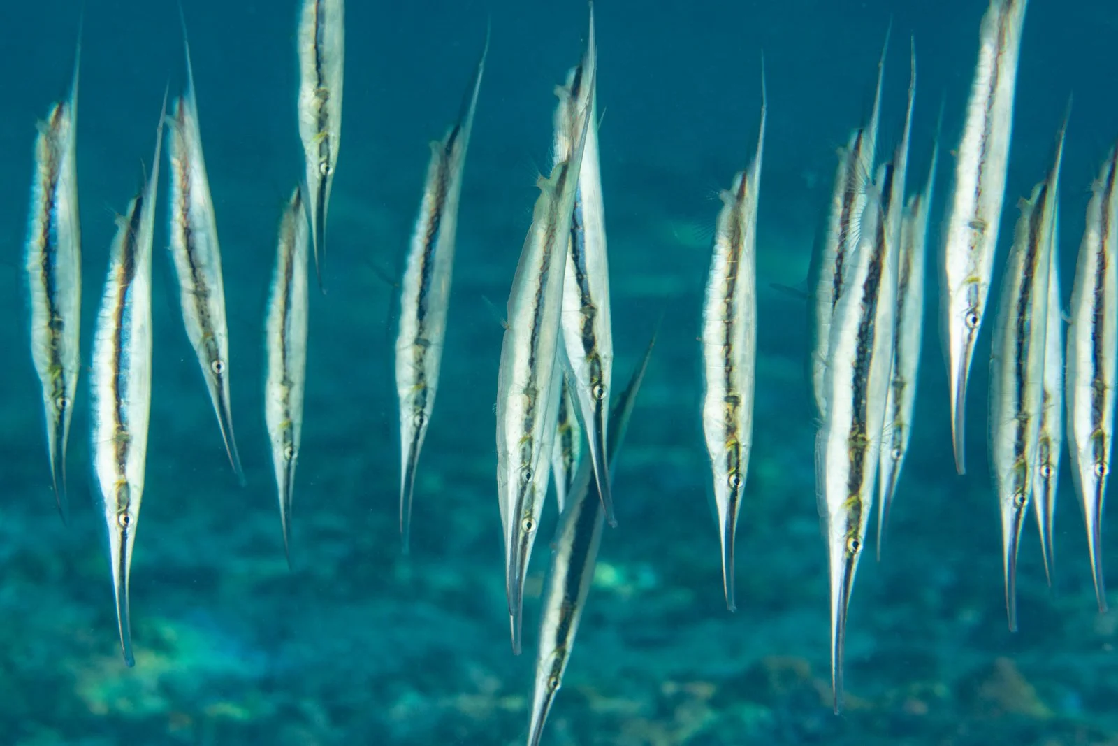  a_strigatus_maractwin_inat