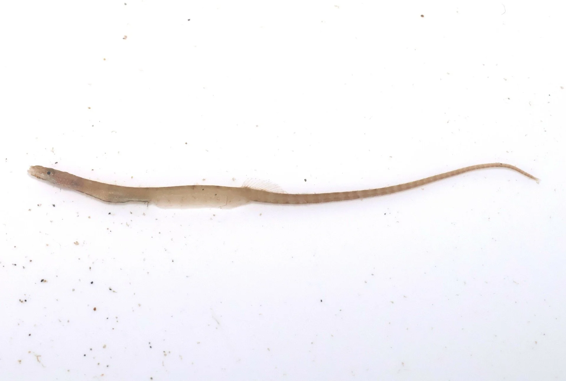 species photo