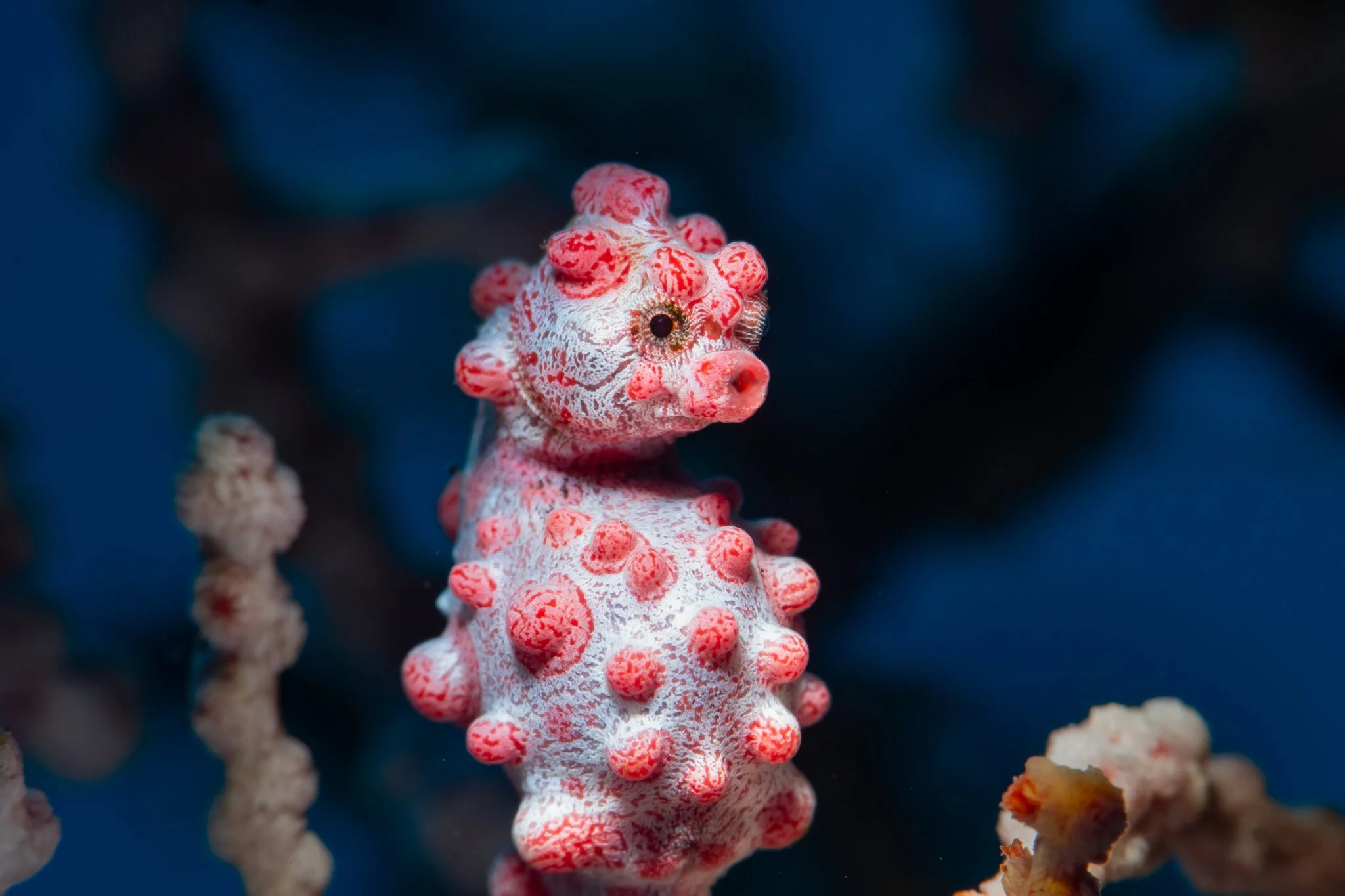 species photo