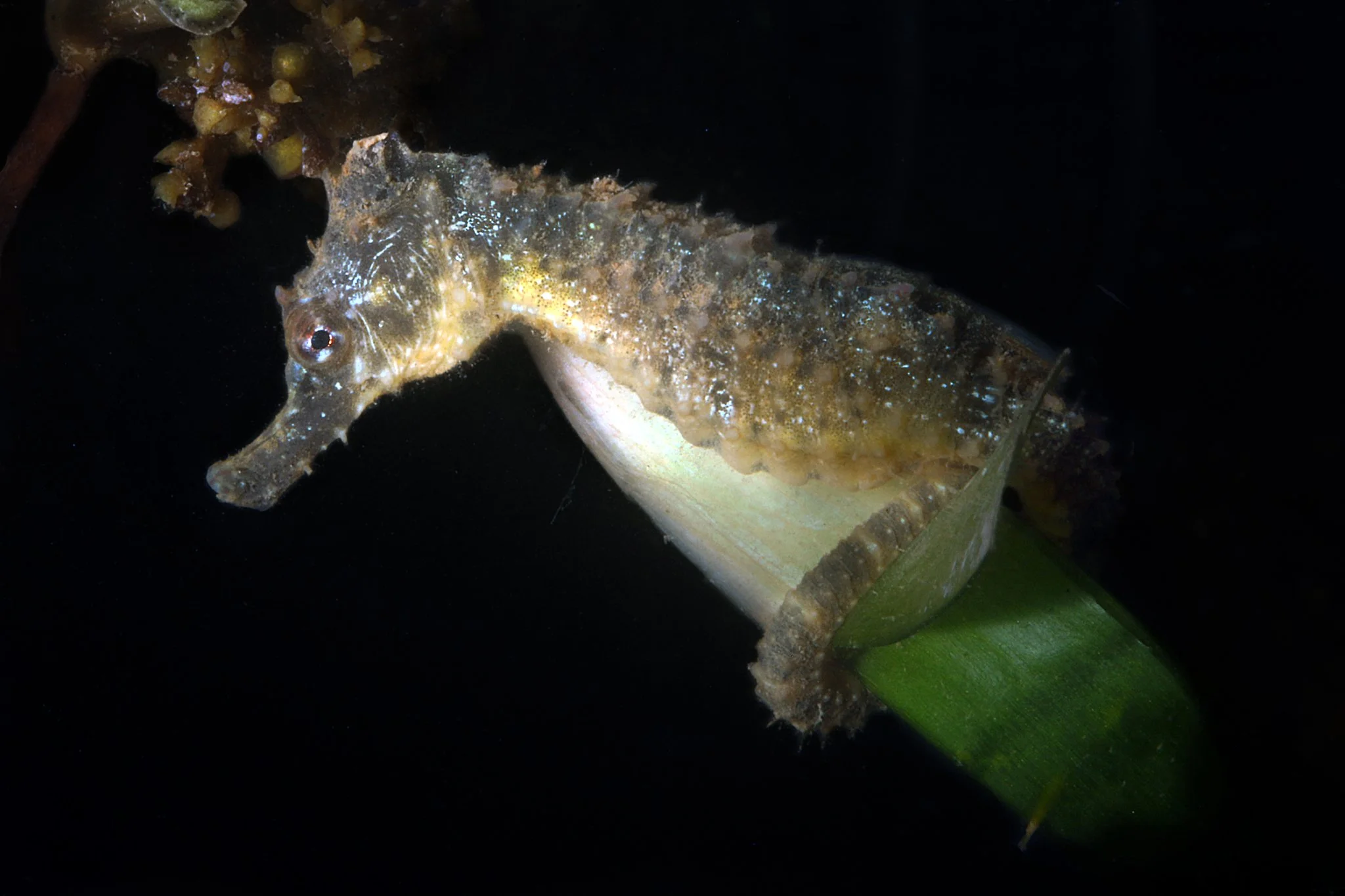 species photo