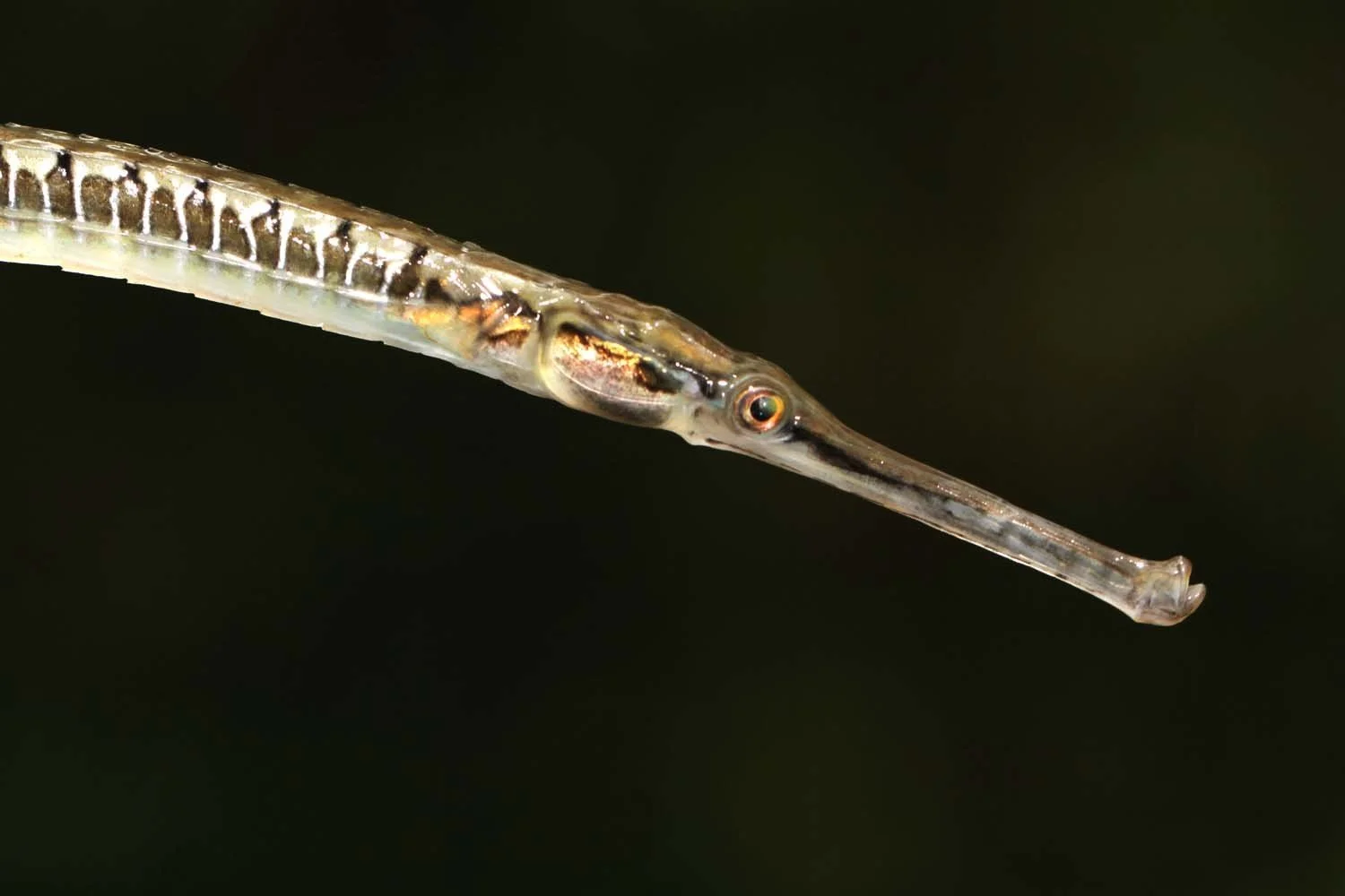 species photo