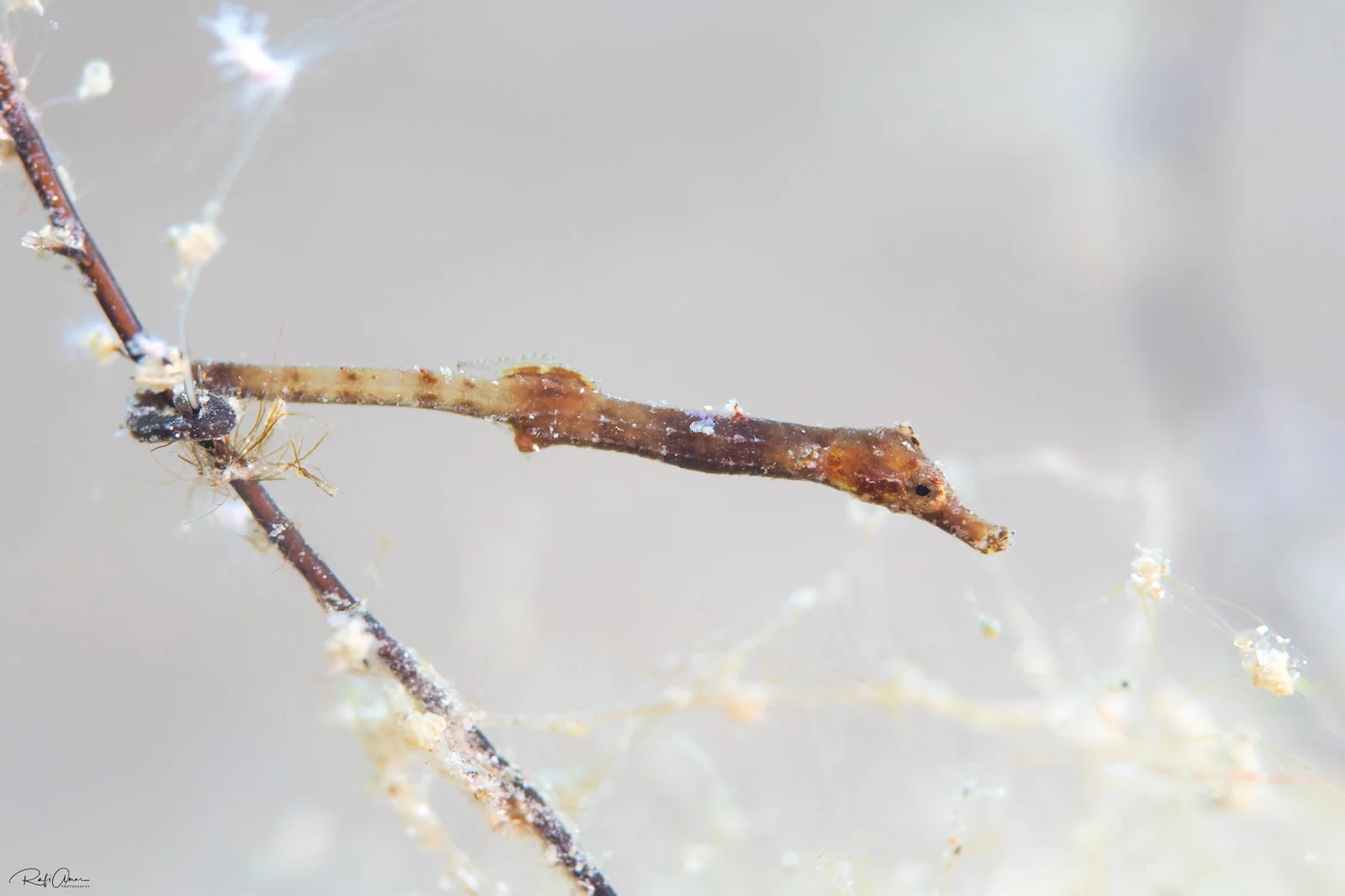 species photo
