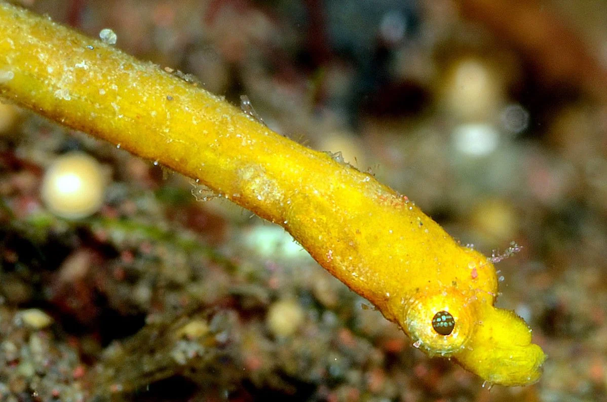 species photo