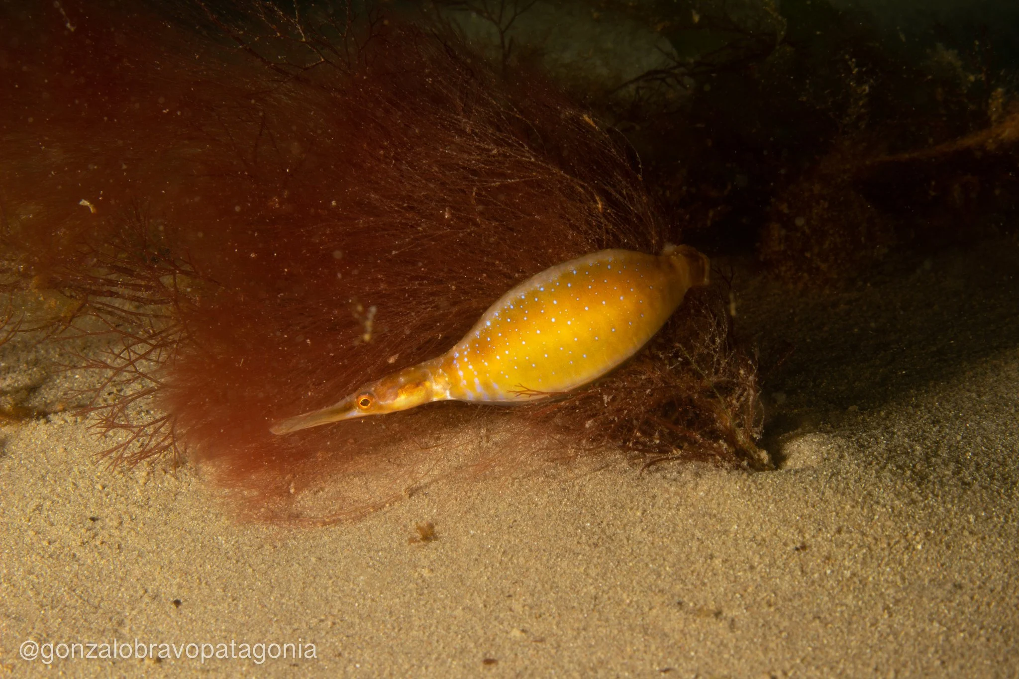 species photo