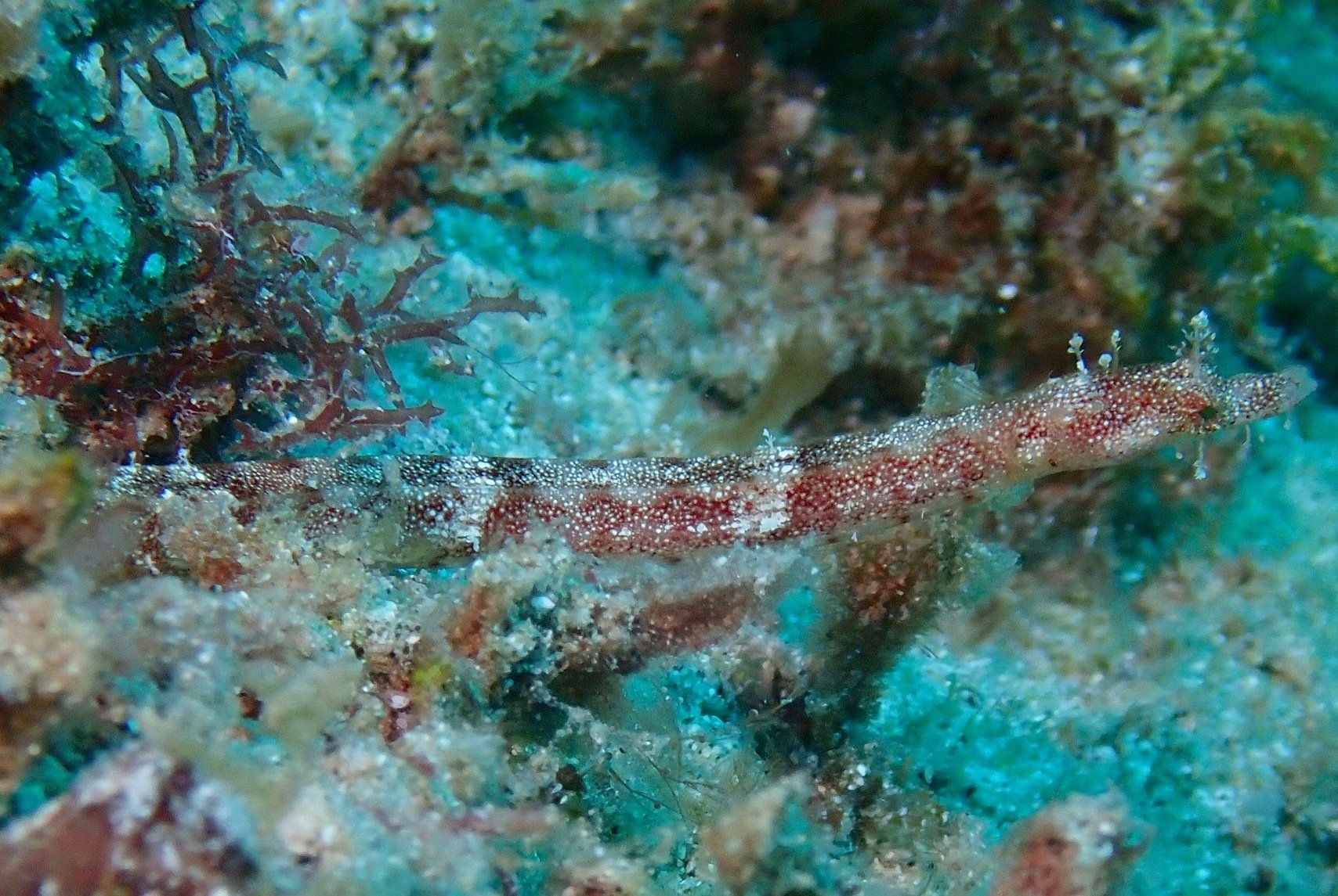 species photo