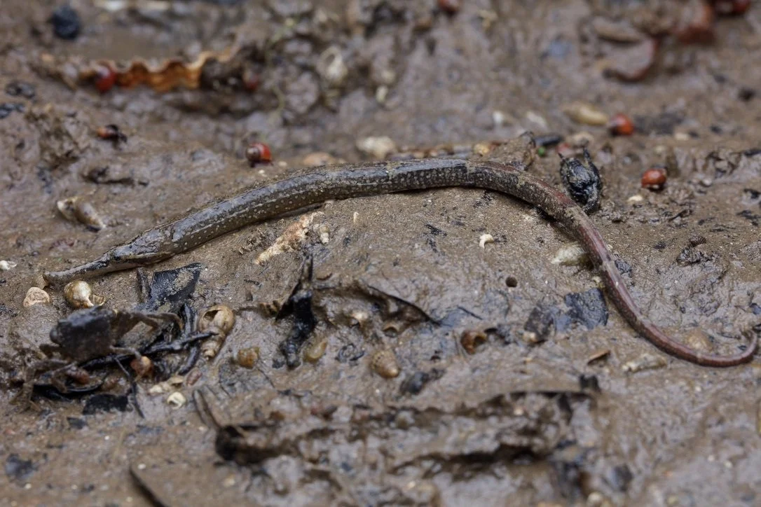 species photo