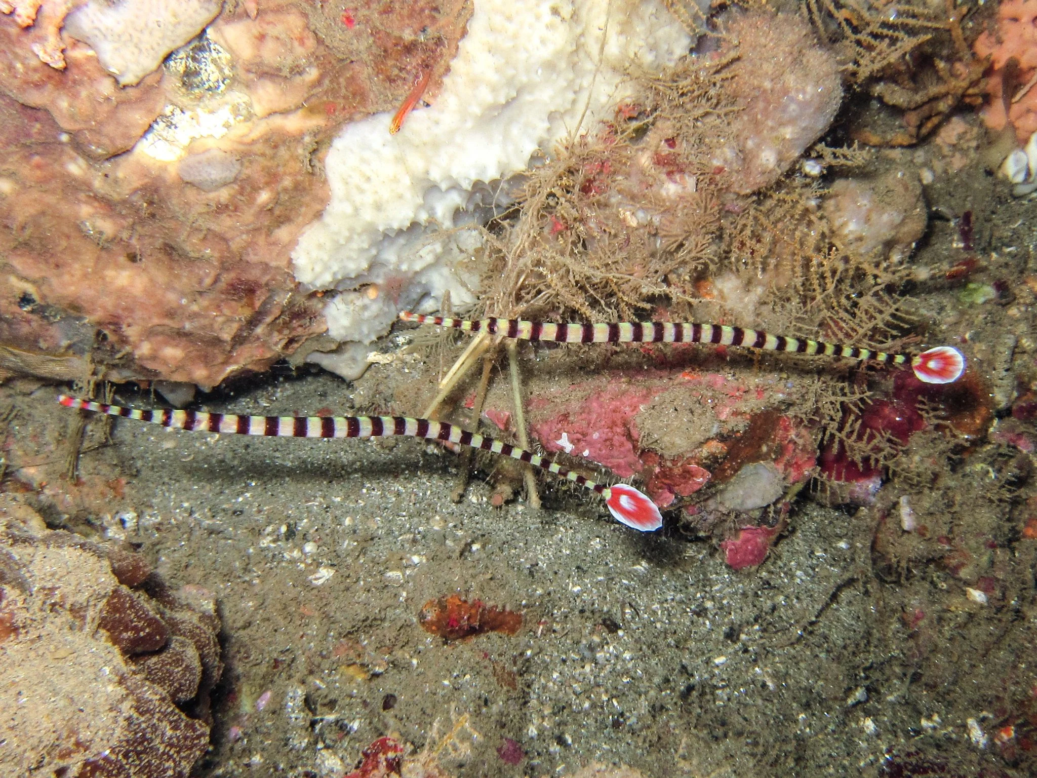 species photo
