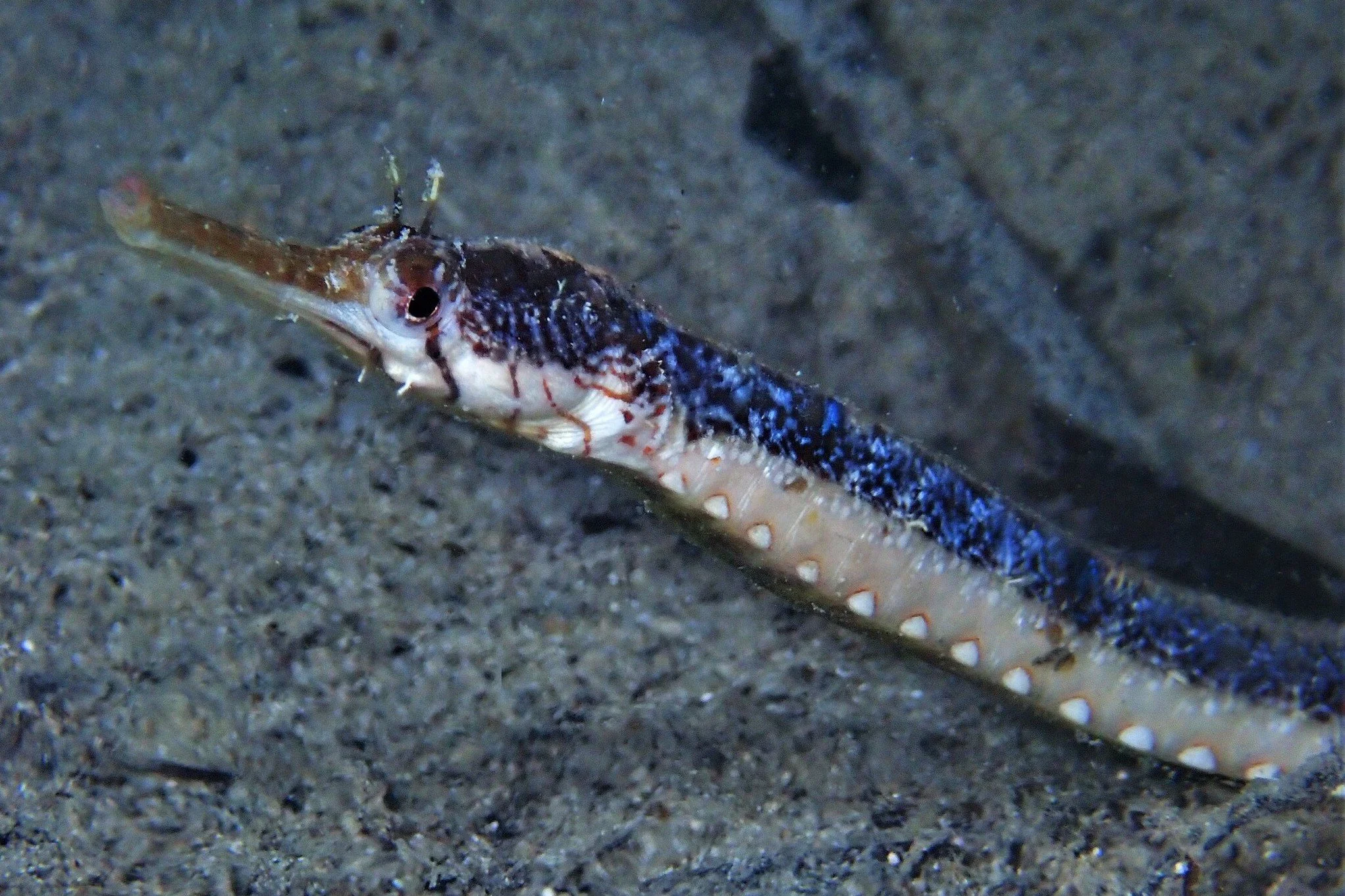 species photo