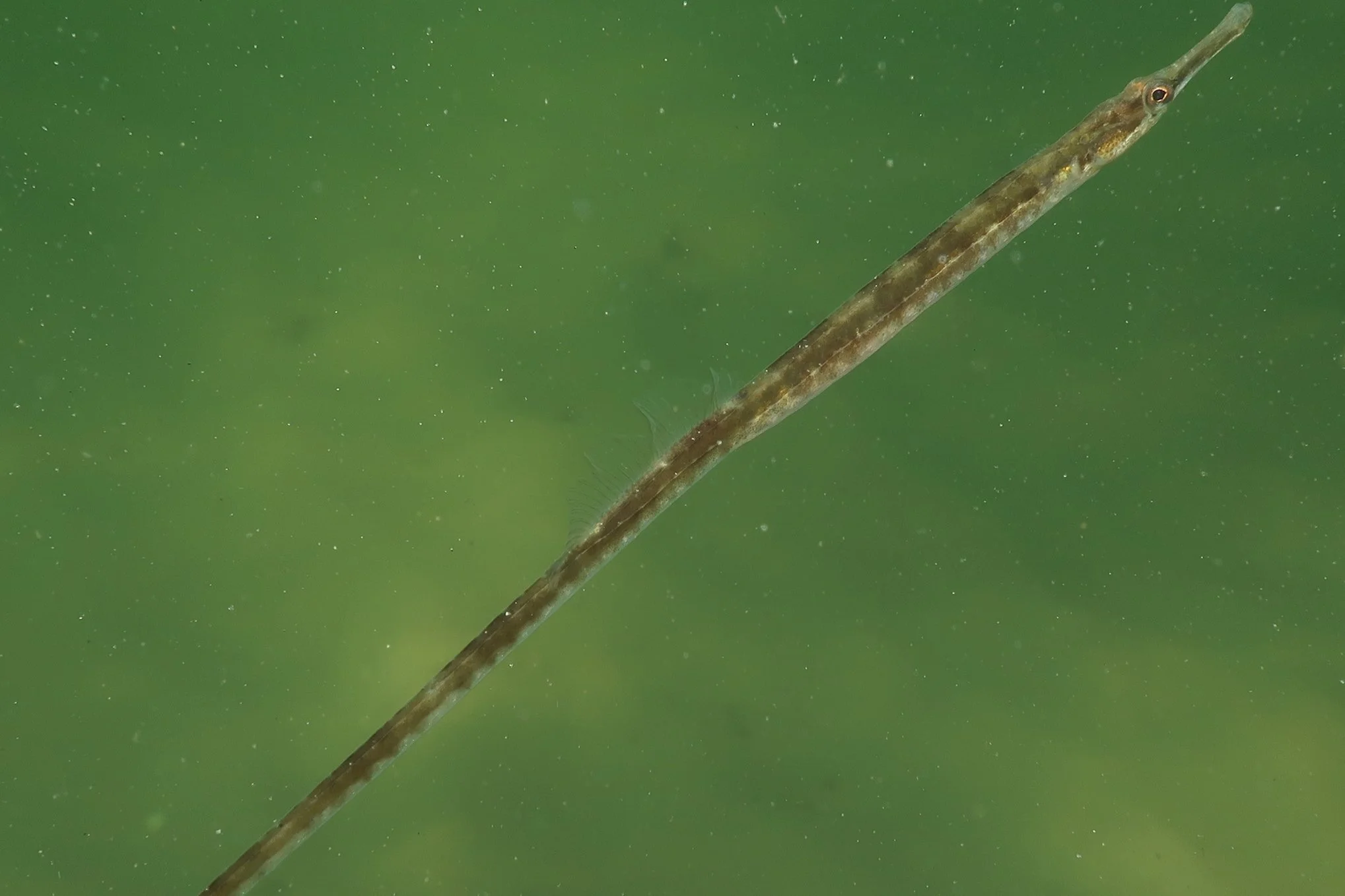 species photo