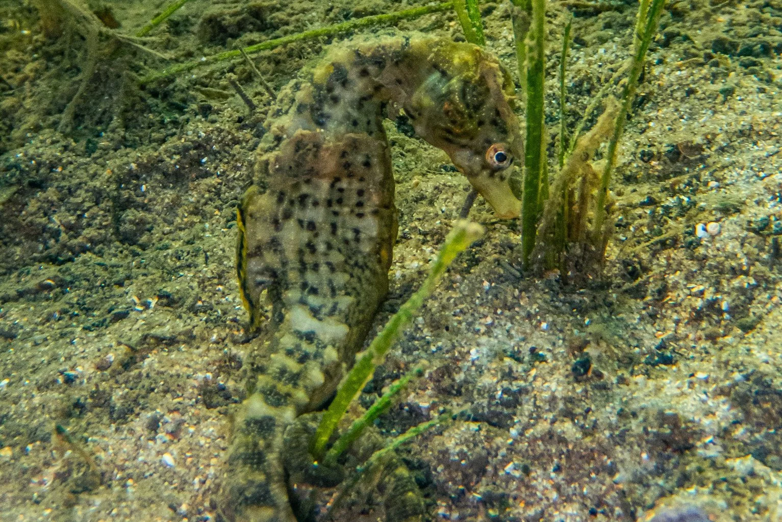 species photo
