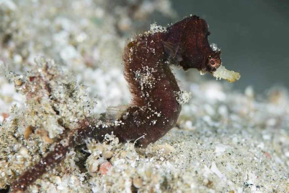species photo
