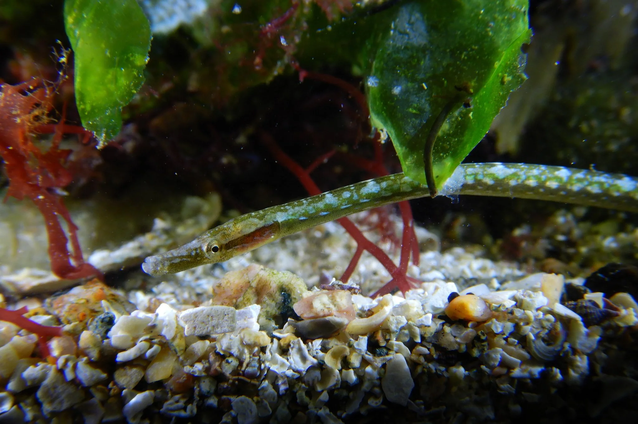 species photo