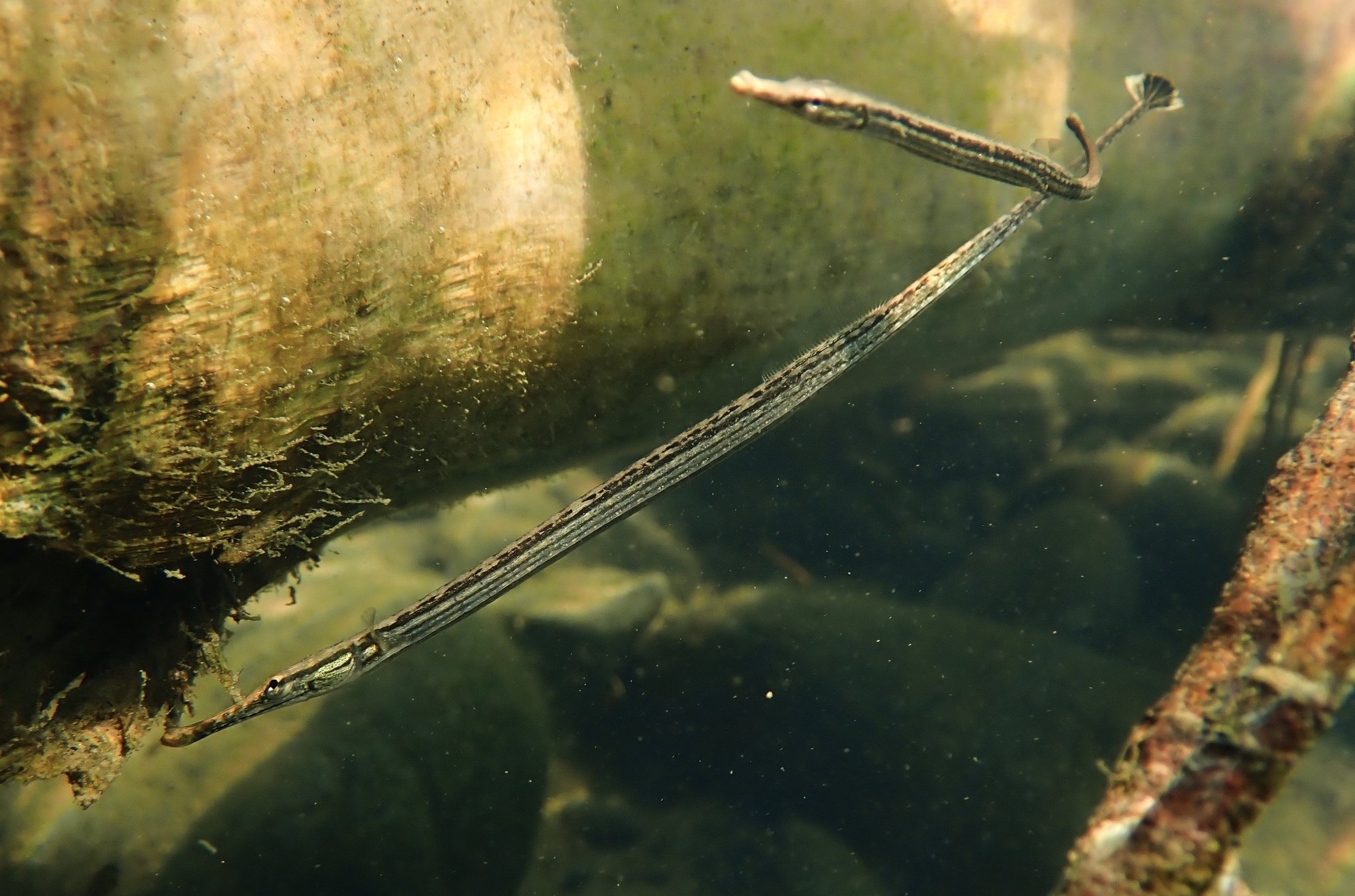 species photo