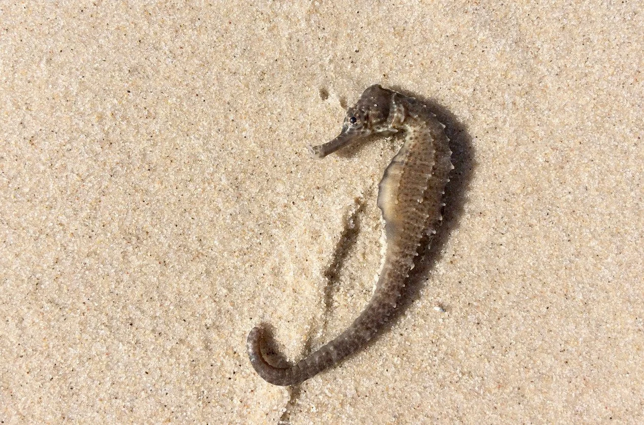 species photo