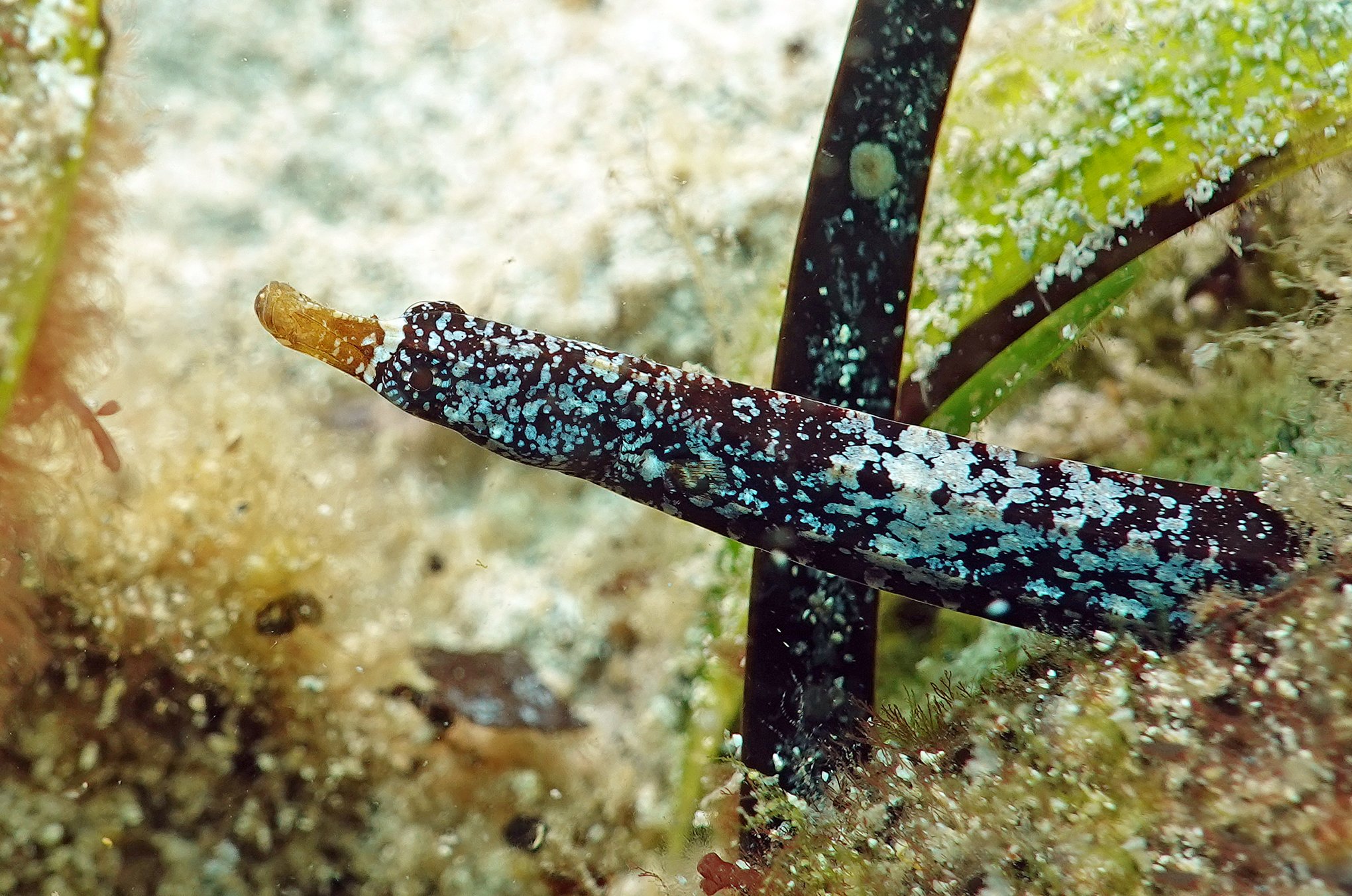 species photo