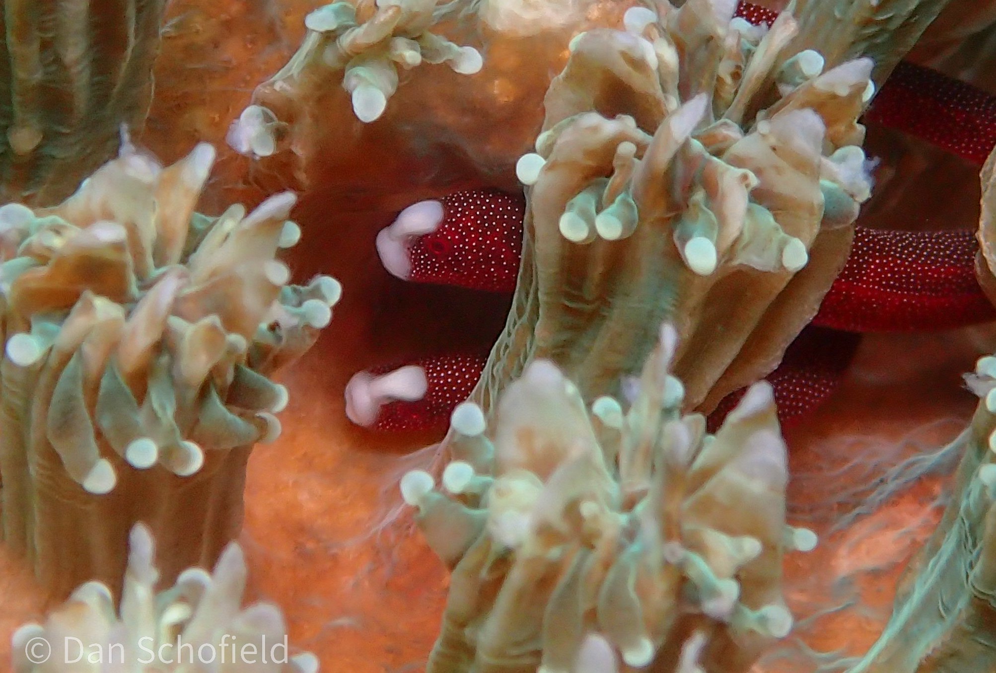 species photo