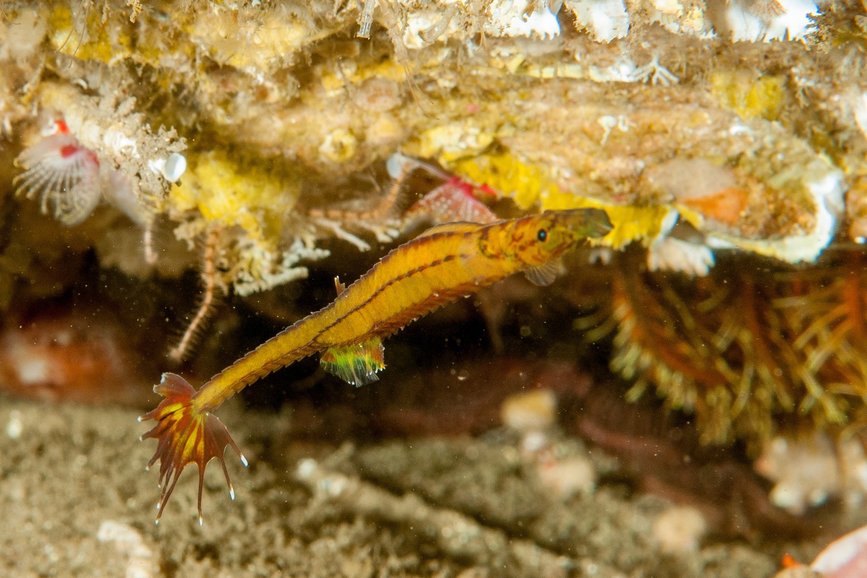 species photo