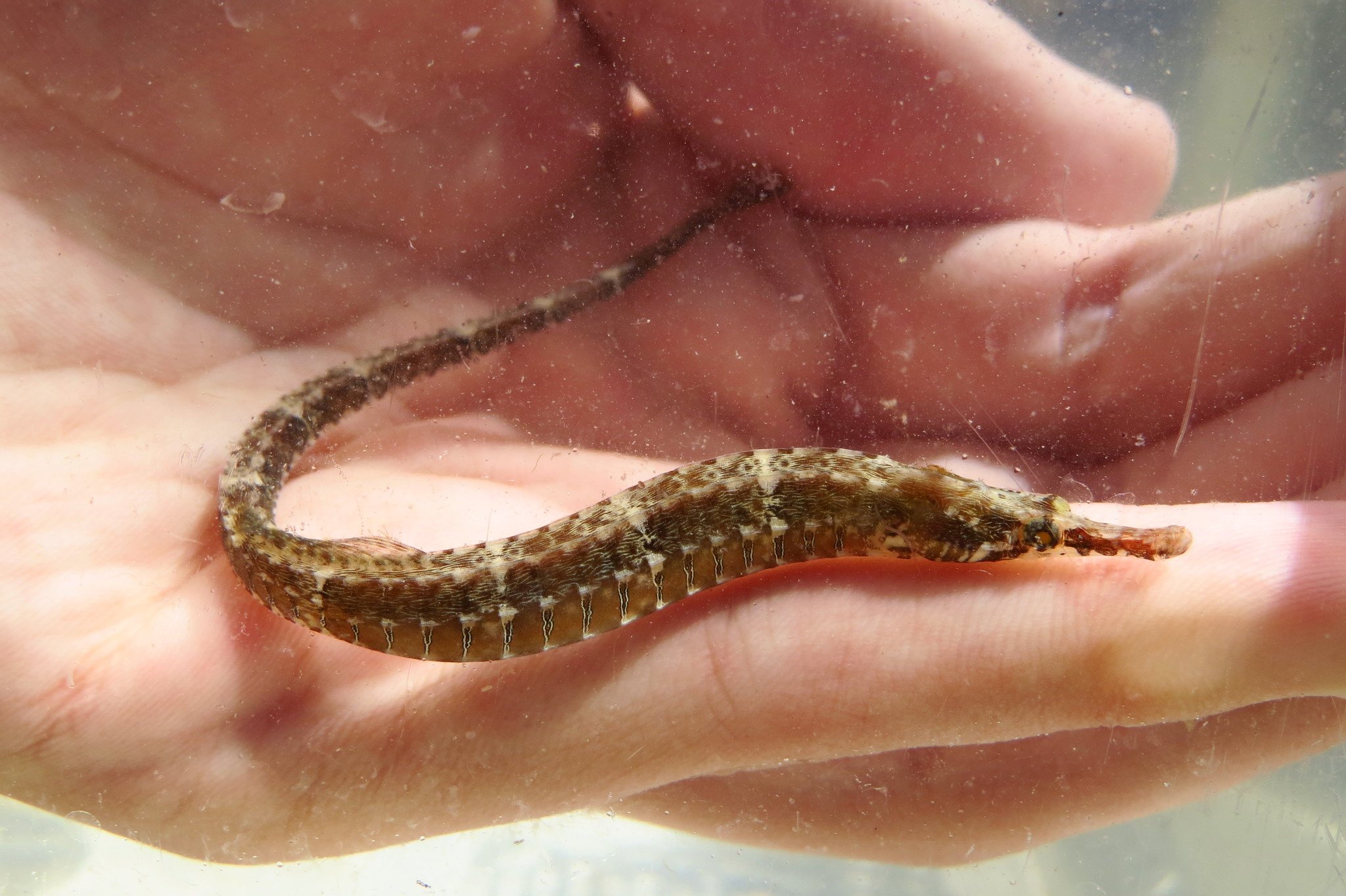 species photo