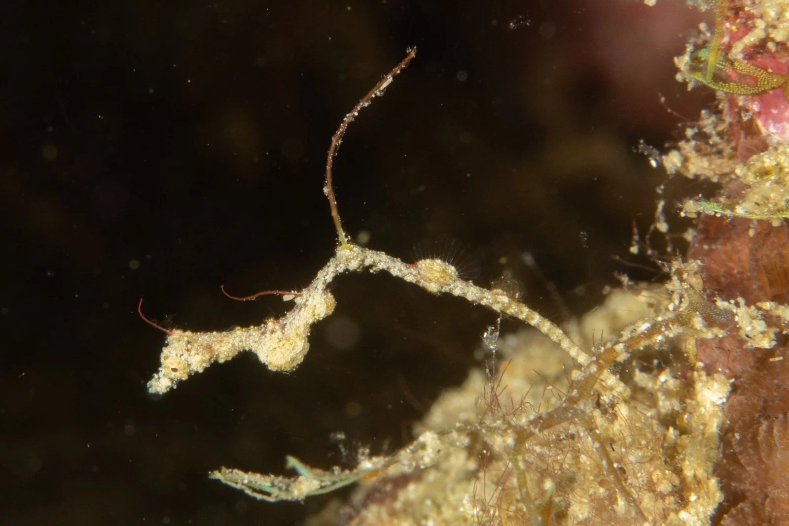 species photo
