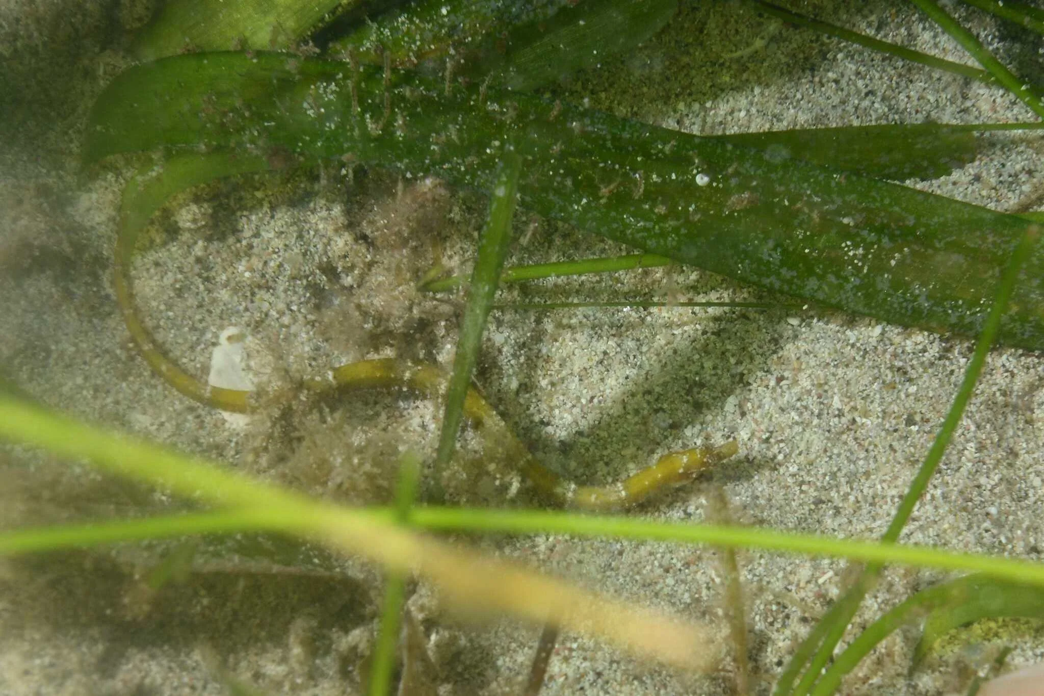 species photo