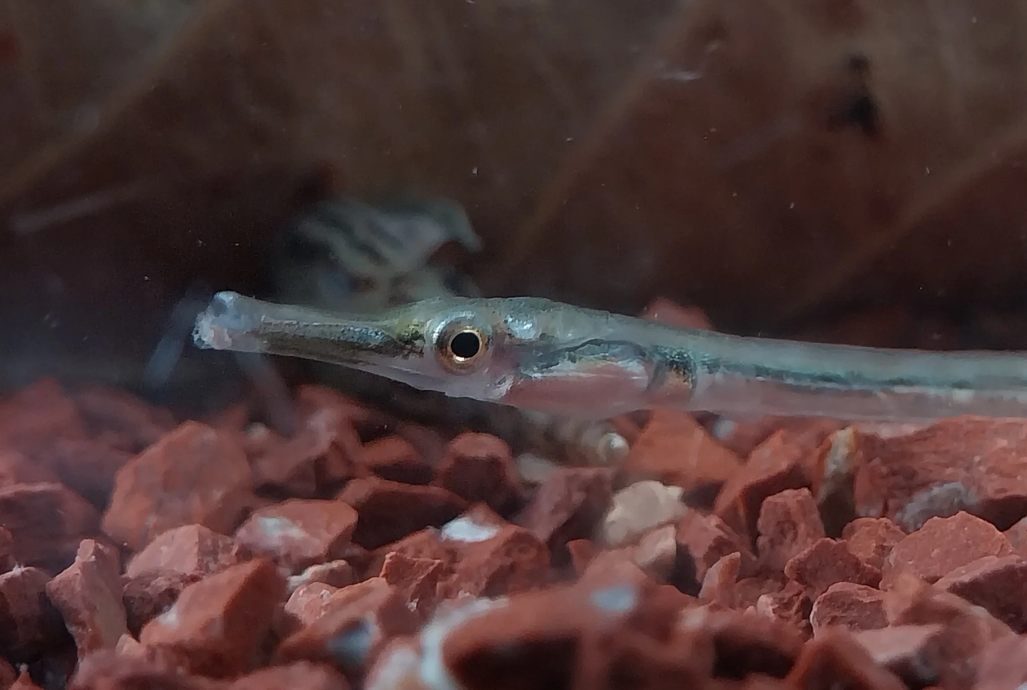 species photo