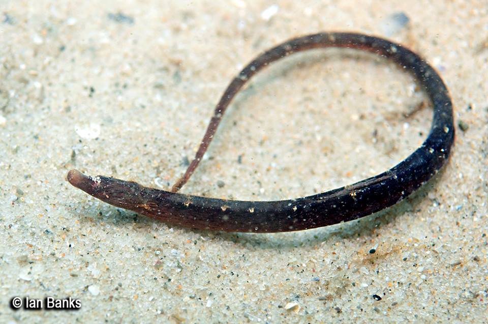 species photo