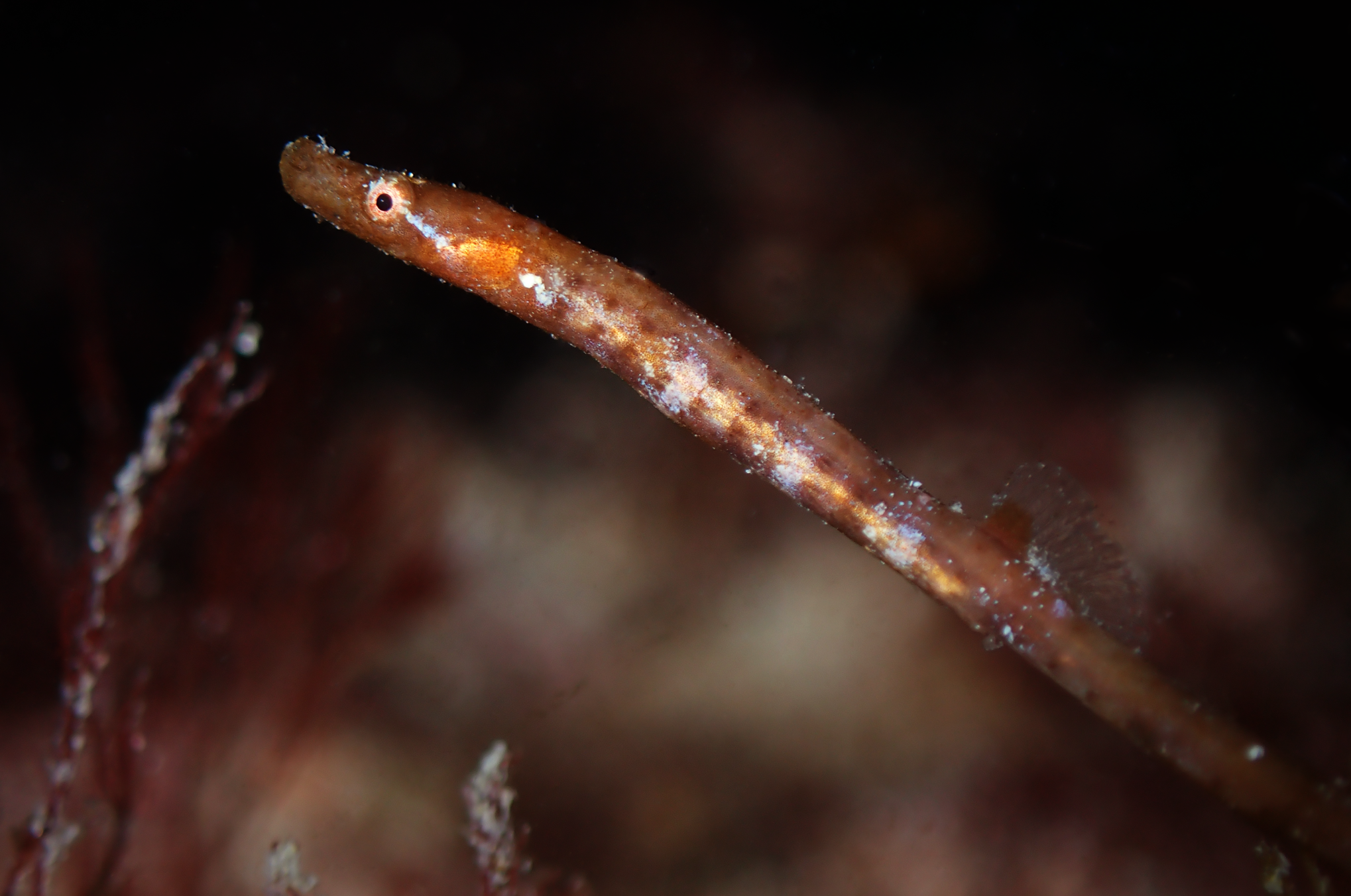 species photo