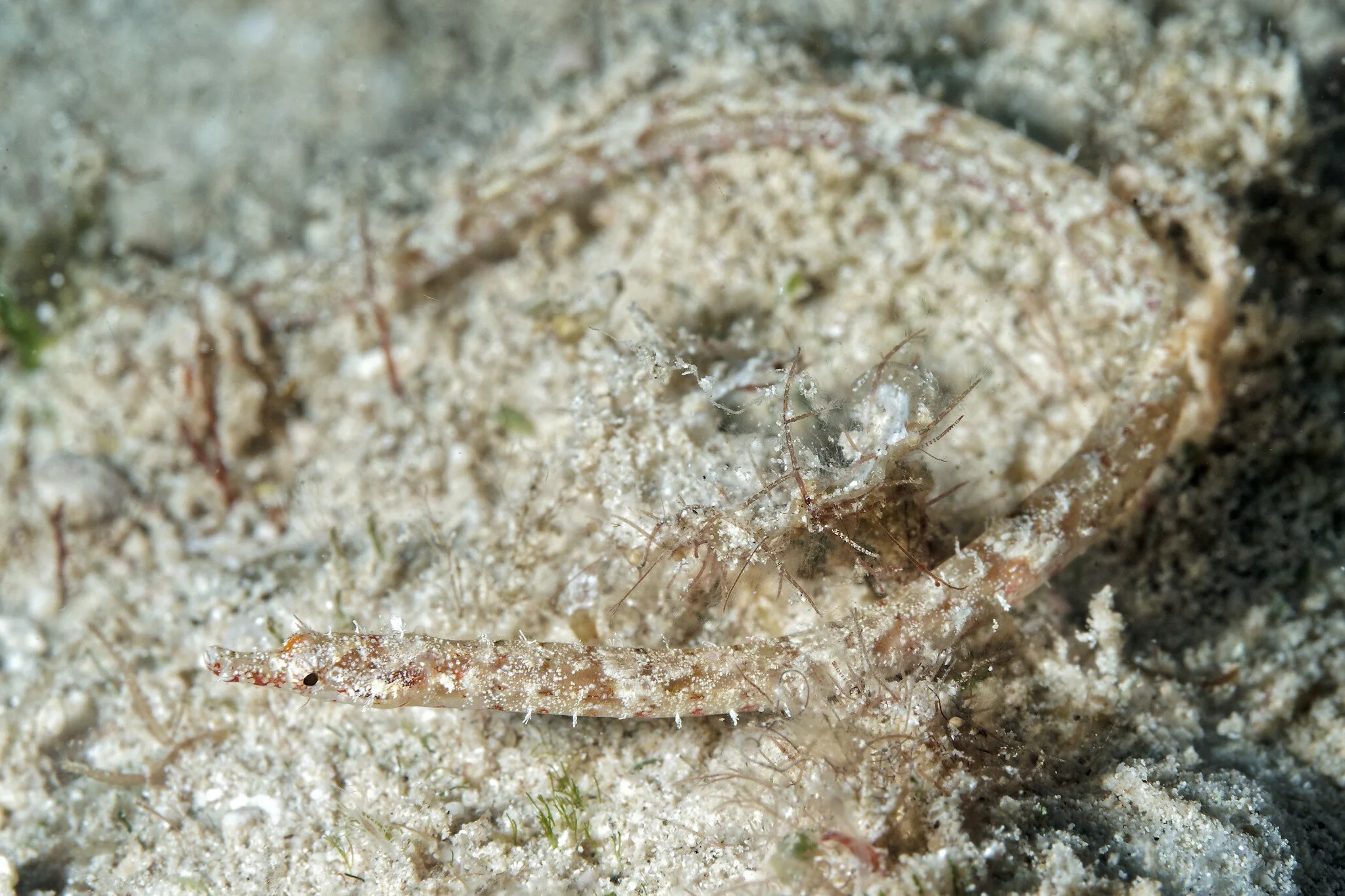 species photo