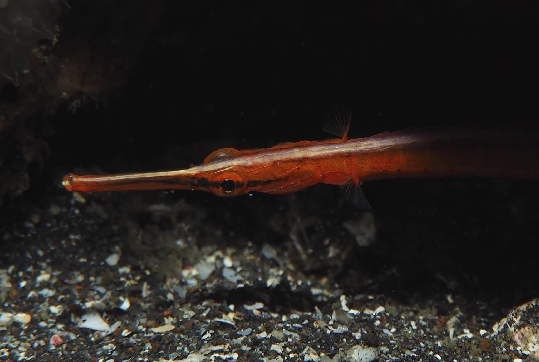 species photo