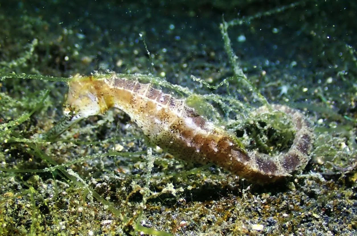 species photo