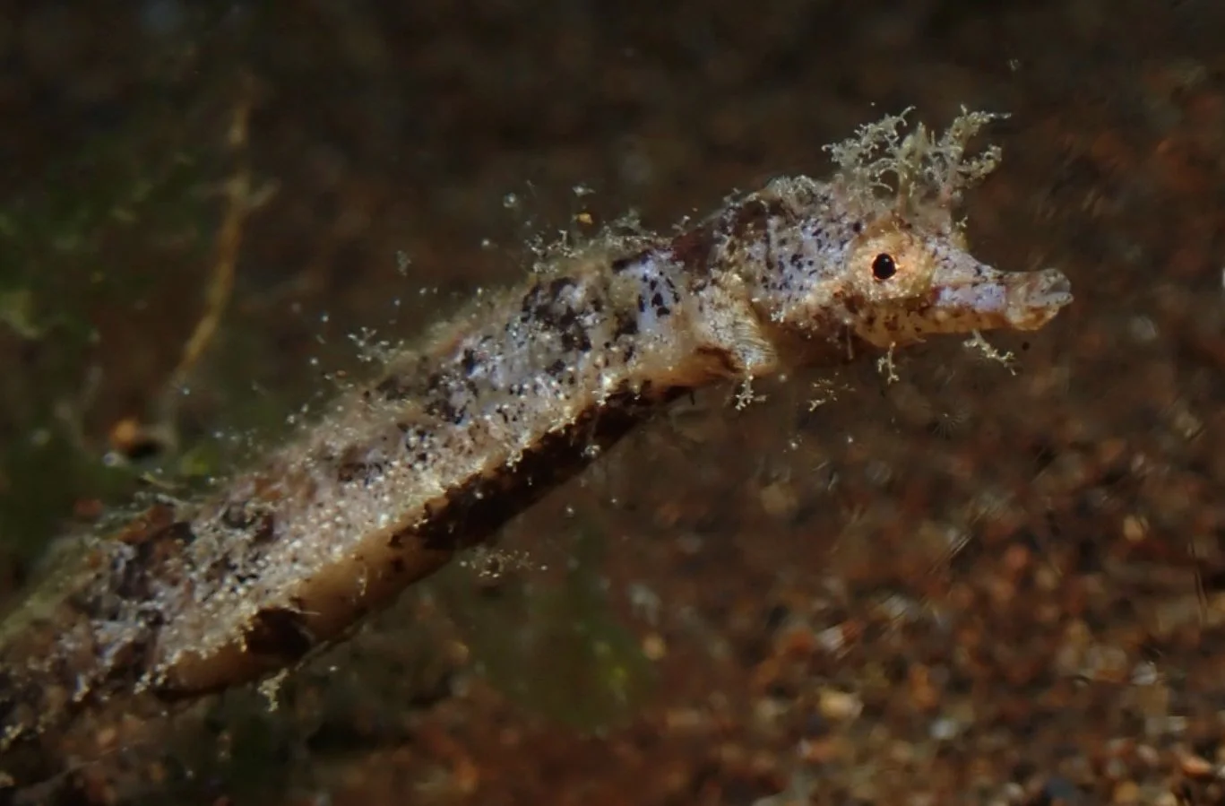species photo