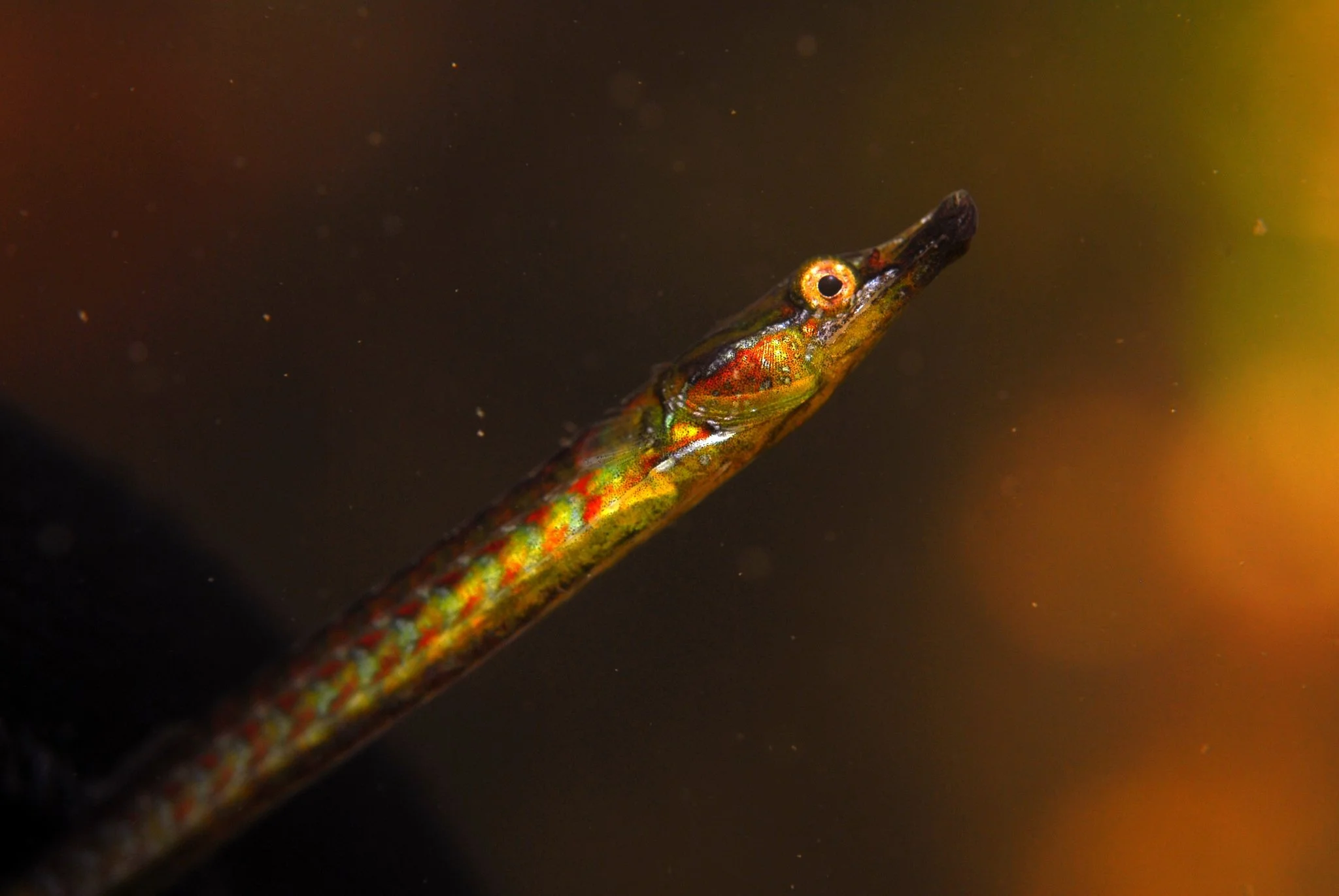 species photo